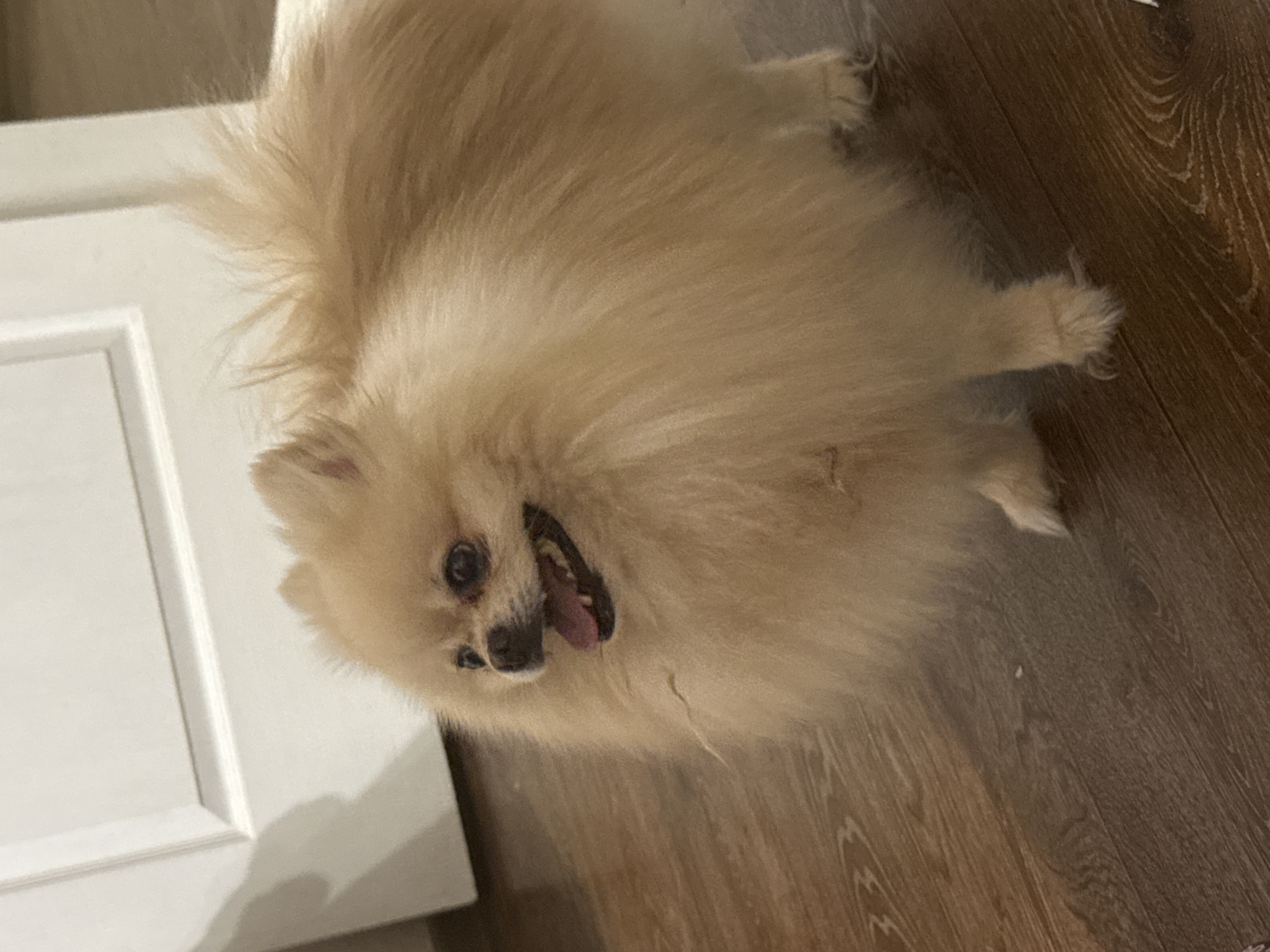 The image shows a Pomeranian dog lying on a wooden floor next to a white cabinet. The dog is light brown with fluffy fur and its mouth is open, with its tongue sticking out. Its eyes are dark and round. The cabinet appears to be a kitchen or bathroom cabinet, with a simple design. The lighting suggests that the photo was taken indoors during the day. The overall mood of the image is playful and cheerful, with the dog appearing happy and relaxed.