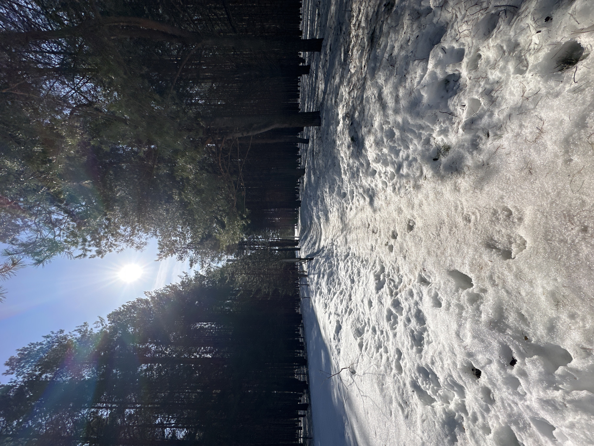 This image depicts a snow-covered forest path in Chaikovsky, Russia, observed during daytime under clear skies. The perspective is low to the ground, looking forward along a trodden path that recedes into the distance, framed by dense coniferous trees.
**Environment:** The scene is dominated by a coniferous forest, likely consisting of pine trees, with tall, dark tree trunks and green foliage forming walls on both the left and right sides of the path. The ground is covered in irregular patches of snow and ice, indicating a partial melt. Shadows from the trees are cast across the snowy surface, particularly on the left. The sky, visible through the tree canopy and above the distant tree line, is clear blue. A bright sun, exhibiting a starburst effect and lens flare, is positioned high in the upper left quadrant of the sky, indicating a strong light source.
**Objects:** The primary object is the path itself, composed of compacted, partially melted snow and ice. Numerous human footprints are visible on the path, suggesting recent pedestrian traffic. Scattered pine needles and small twigs are present on and within the snow. The trees are the dominant natural objects, appearing dense and uniform in structure.
**Actions/Interactions:** No individuals or animals are present. The visible footprints confirm prior human activity along the path. The sun's rays interact with the snow, causing melt and creating bright reflections and long shadows.