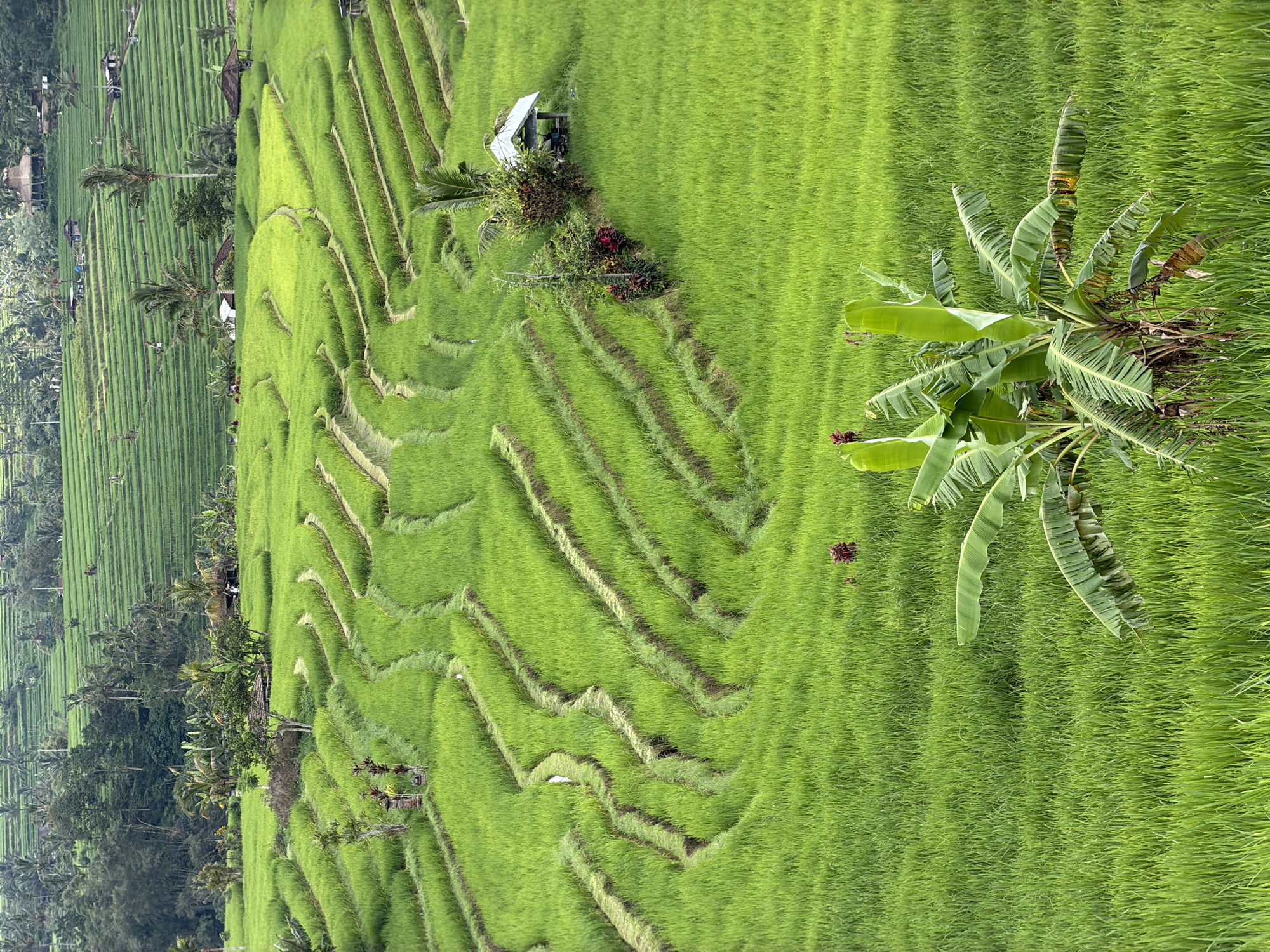 The image shows a terraced rice paddy field in an unknown location in Indonesia. The rice terraces are vibrant green, creating a stepped pattern across the landscape. A small structure, possibly a hut or shelter, is visible amidst the terraces. A banana tree grows on one of the rice paddy's, featuring several broad, green leaves. The background includes vegetation and hints of structures, suggesting a rural or agricultural setting. The perspective is from an elevated vantage point, providing a wide view of the terraced landscape.