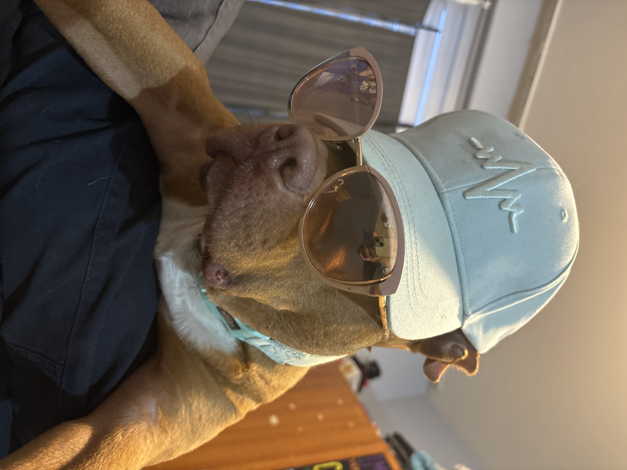 An image, captured in Sofia, Bulgaria, features a light brown dog playfully adorned with sunglasses and a baseball cap. The dog's head is prominently displayed, resting on what appears to be a person's dark blue pant-clad leg and arm, visible on the left side of the frame. The dog's snout and moist, pinkish-brown nose are clearly visible, with some fine fur around its face.
The dog wears a light blue baseball cap with a distinct white, raised logo resembling a stylized "M" or a heart-rate monitor waveform on its front. A pair of stylish rose gold-framed sunglasses with dark, reflective lenses is perched on the dog's nose. The lenses reflect a smartphone, likely the one taking the photo, and a partial reflection of the person holding it. A light blue collar, possibly with the brand name "TEASY" or similar white text, is visible around the dog's neck.
The background is softly blurred, showing an indoor setting with warm lighting, suggesting a cozy atmosphere. A wooden surface and hints of a wall or furniture are discernible. The photo is taken at a tilted angle, adding to its candid and charming nature.