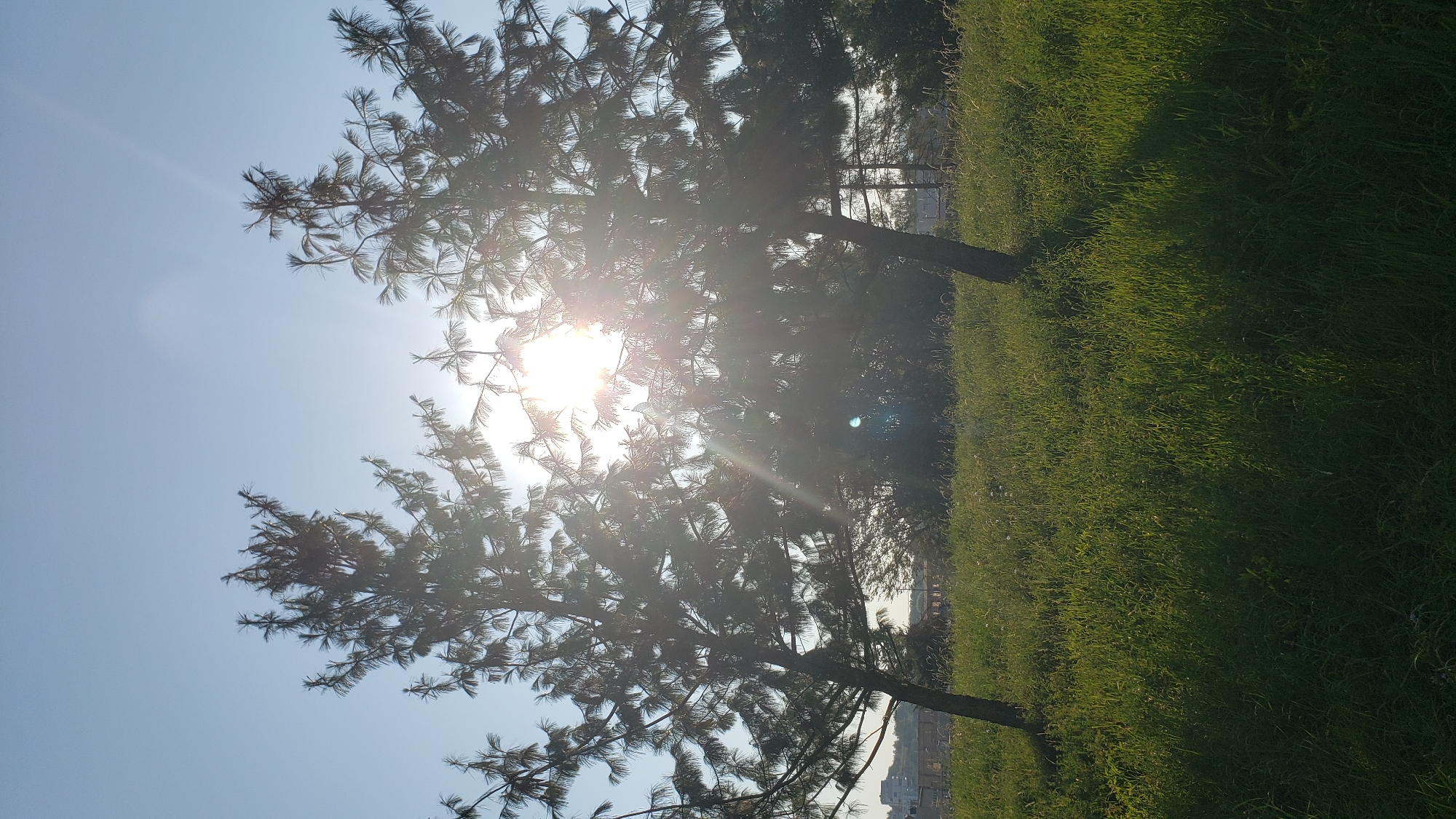 The image depicts a sunny day in a park-like setting, with two pine trees silhouetted against a clear blue sky. The sun is shining brightly, creating lens flare and a strong backlight effect that makes the trees appear dark. The foreground is covered in lush green grass, with some wildflowers visible. In the background, there are hints of buildings, suggesting an urban or suburban environment. The scene is likely located in Prešov, Slovakia, as indicated by the prompt. There are no people or animals visible in the image.