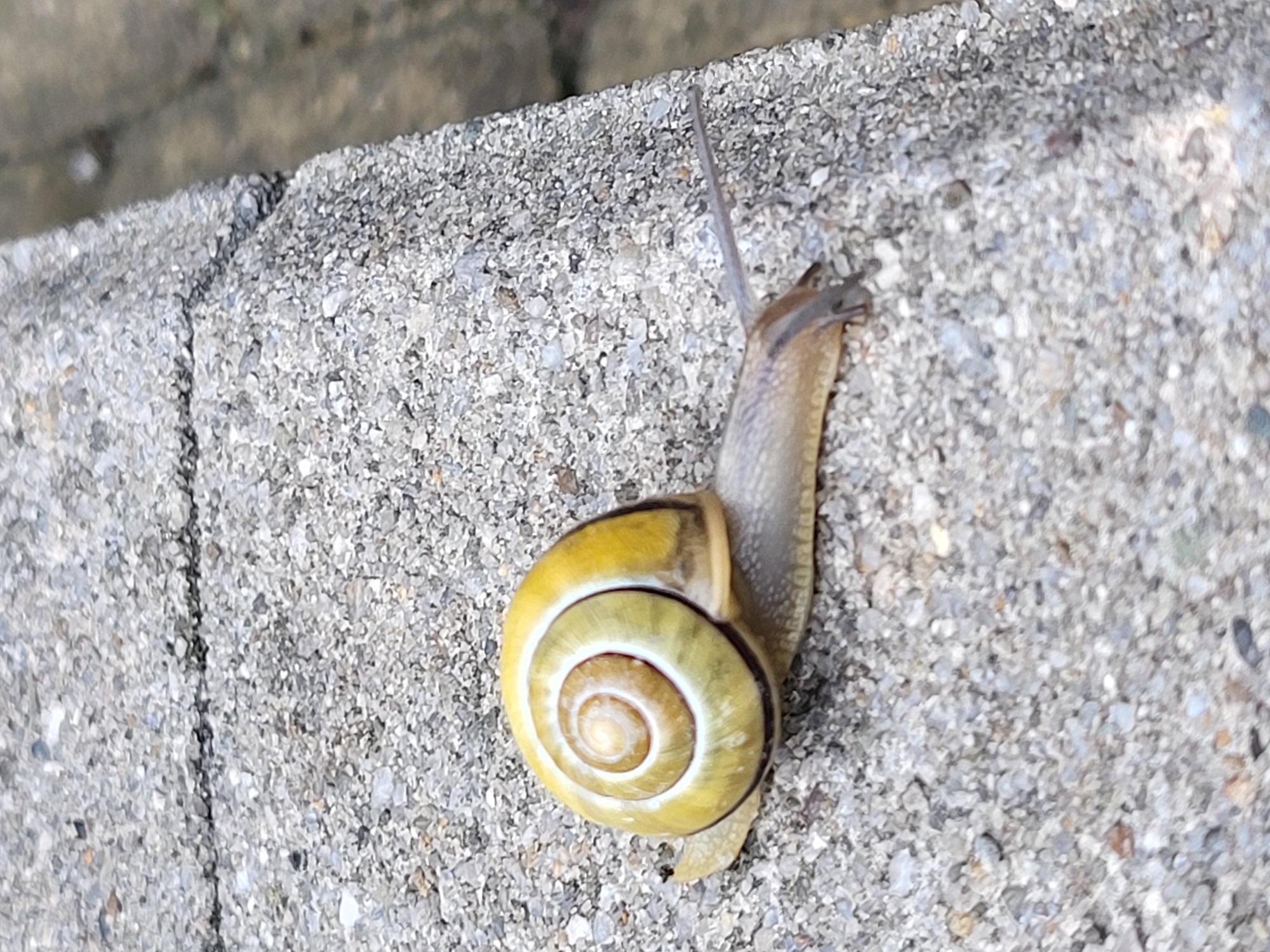 A snail is crawling on a rough, gray concrete surface. The snail has a yellow and white swirled shell. The location appears to be an outdoor surface.