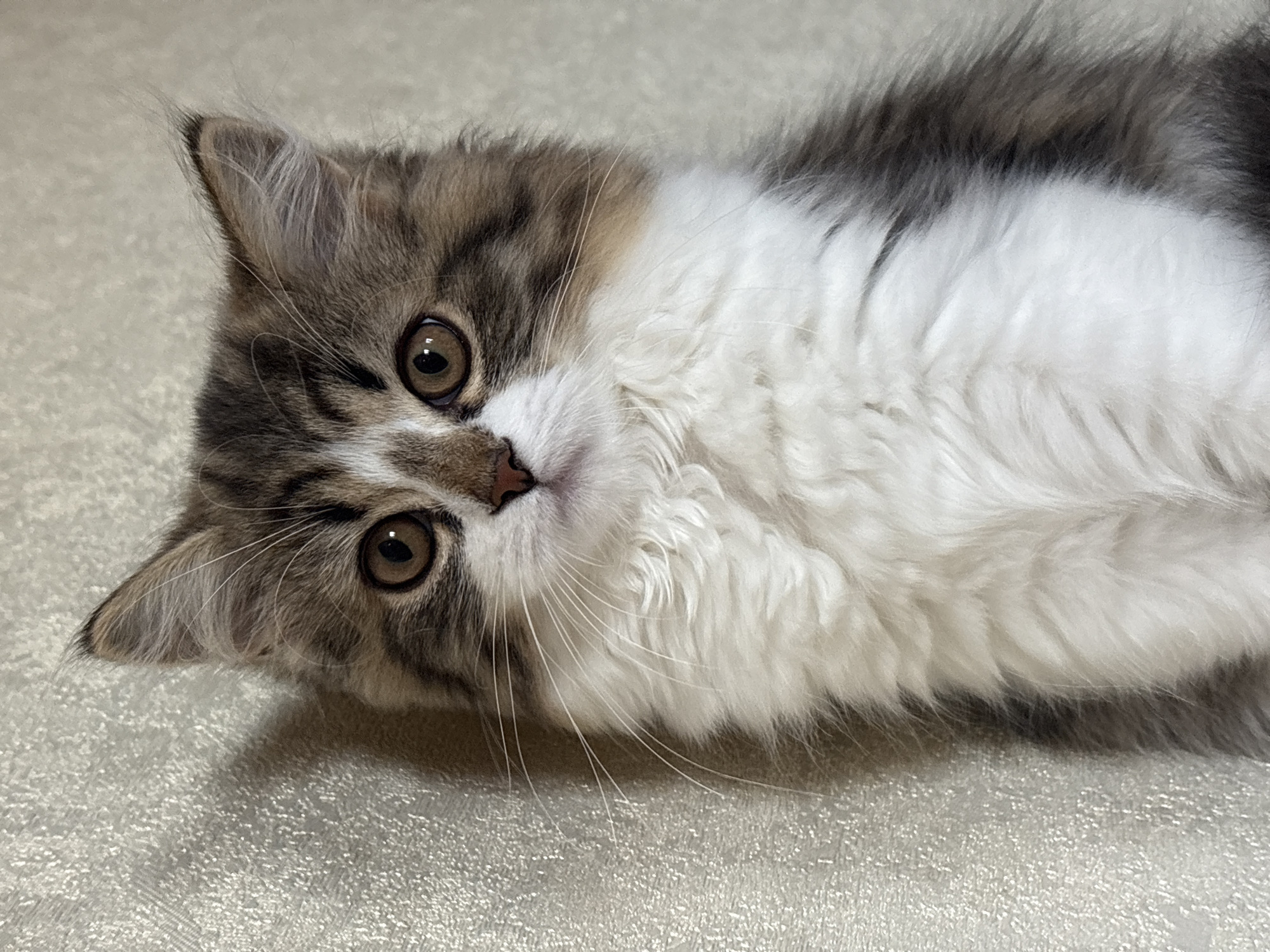 A medium shot depicts a fluffy cat with brown and white fur lying on its side on a textured surface, possibly fabric or carpet. The cat is looking directly at the camera with wide, brown eyes. Its whiskers are prominent, and its nose is pink. The environment appears to be indoors. There is no visible information to suggest the location of Chaikovsky, Russia.