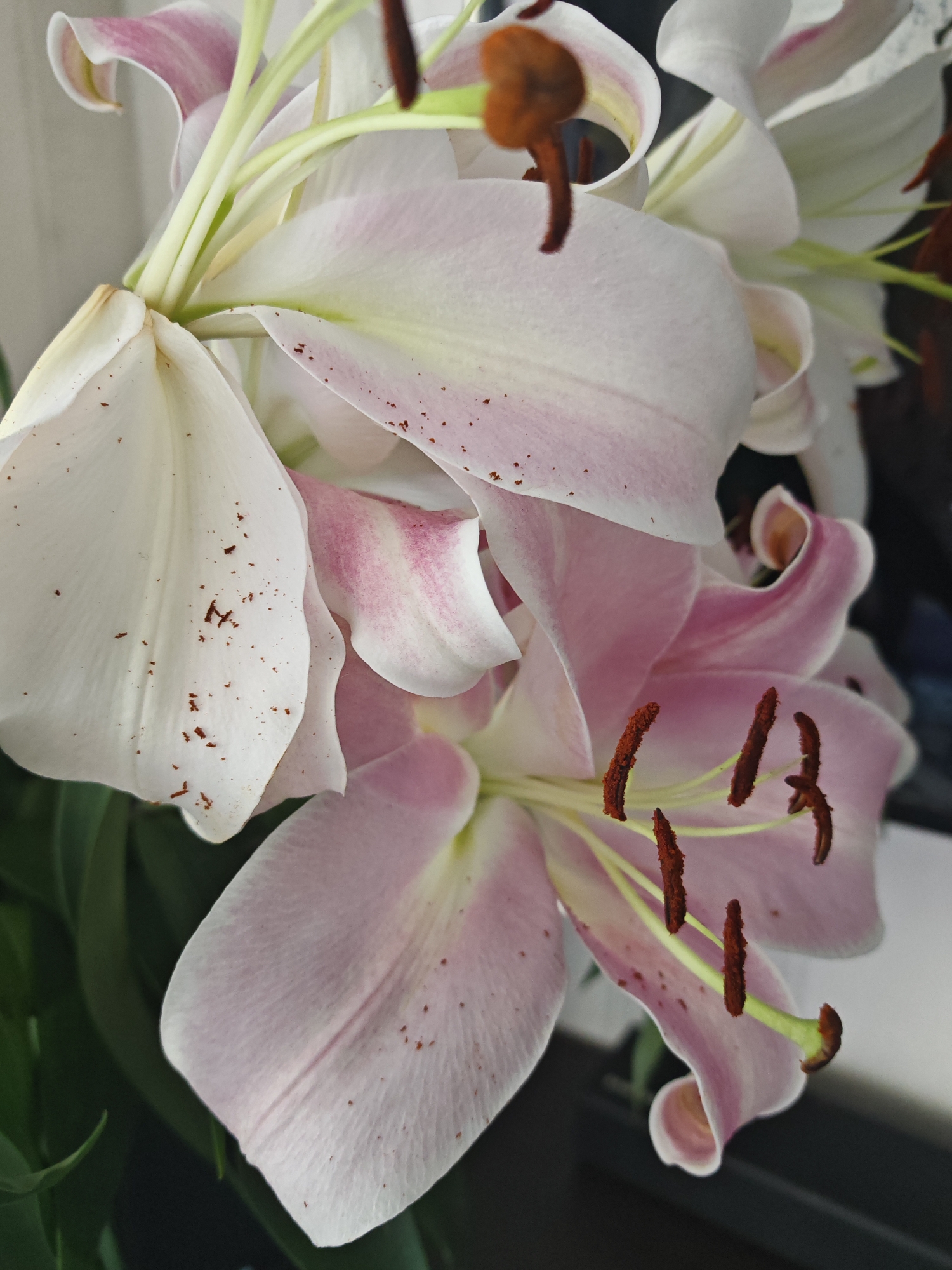 The image shows a close-up, detailed view of several white and pink lilies in bloom. The petals are delicate, with some showing a soft pink blush towards the edges and others are pure white. Small, dark brown speckles are scattered across some of the white petals. The stamens of the lilies are a deep brown-red, tipped with darker anthers. The green stems and leaves are visible in the background, providing a contrast to the soft colors of the flowers. The lighting suggests the flowers are indoors, near a window, as indicated by the soft light and the hint of a white surface in the upper right. The scene is focused entirely on the flowers, with no people or any urban environment visible. Therefore, it is not possible to determine the location within Bac Nha Trang Ward, Vietnam, or any specific city context based on this image alone.