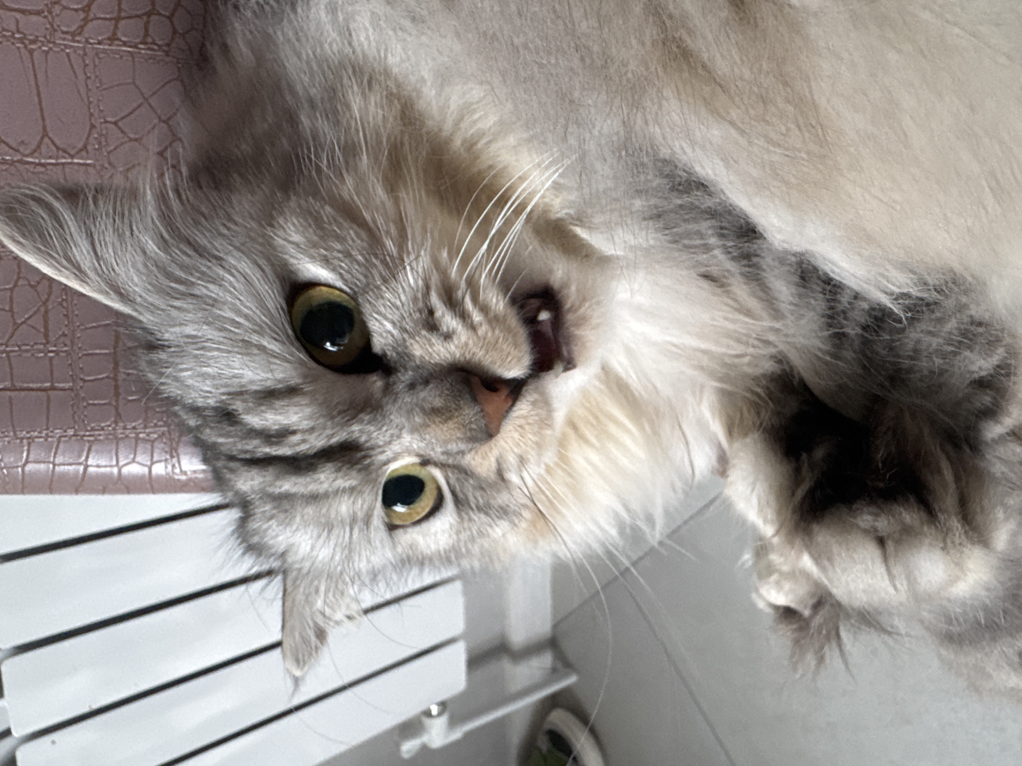 The image shows a close-up of a silver tabby cat lying on its back. The cat is predominantly gray with white fur around its chest and muzzle. Its eyes are a yellow-green color. The cat's mouth is slightly open, revealing its teeth. The cat is lying on a surface with a crocodile skin texture to its left. Behind the cat, to the lower left, is a white slatted object, likely a radiator. The location is presumed to be in Gornyi (Dvurechenskoe S/P), Russia, based on the prompt.