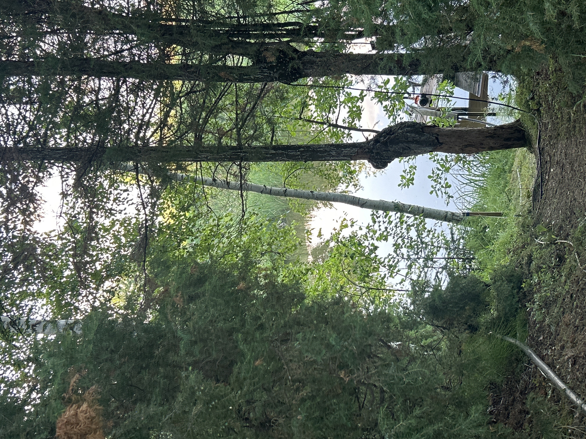 The image depicts a natural scene with dense foliage framing a body of water. In the foreground, on the left, is a large evergreen tree. To the right of the evergreen, a path is visible, covered with dark soil and debris. Further into the scene, several trees with rough bark are present, interspersed with thinner birch trees. One of these trees, on the right side of the frame, has a prominent knot. Beyond the trees, a calm body of water is visible, reflecting the sky and the surrounding greenery. Reeds and tall grass grow along the water's edge. A wooden dock extends into the water from the right side of the image. On the dock, a piece of red and black equipment is visible, possibly a pump or motor. The overall impression is one of a secluded, natural environment near a body of water, likely in a rural setting. The provided location of Кадряково, Russia, suggests a lakeside or riverine setting.