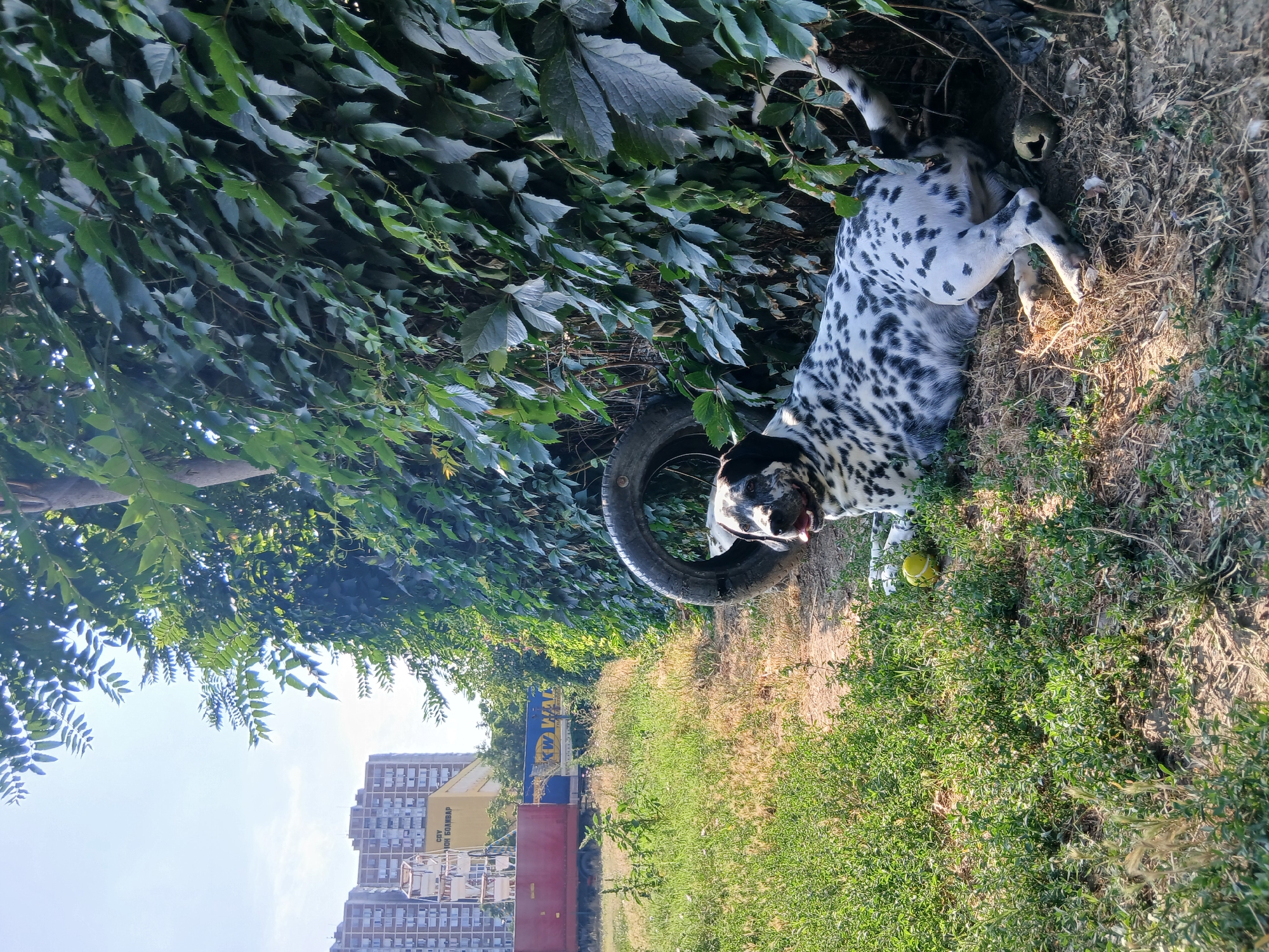 In a patch of dry grass and foliage, a Dalmatian dog with black spots on its white coat lies on its side, looking at the camera. Next to it is a deflated tire, and a yellow tennis ball is positioned on the grass in front of the dog. The background shows a dense green ivy wall, and beyond that, distant apartment buildings and a red truck under a clear blue sky.