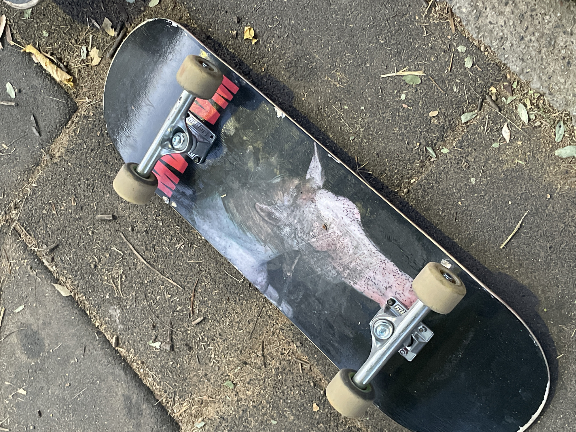 A skateboard lies stationary on a textured dark ground, likely asphalt or coarse concrete, in an outdoor setting in Buenos Aires, Argentina. The skateboard deck is black and features a large, artistic graphic depicting a stylized animal, possibly a fox or canine, rendered in shades of grey, white, and pink. Red vertical stripes are visible on the deck near the front trucks. The skateboard is fitted with silver metal trucks that clearly display the "Independent" brand logo. Its wheels are a light beige color. The ground around the skateboard is covered with scattered dry leaves, small twigs, and other natural debris. Sections of lighter-colored concrete paving are visible at the edges of the frame, suggesting a sidewalk or pathway. The lighting indicates it is daytime, with natural light illuminating the scene. No people are present, and no activity is occurring.