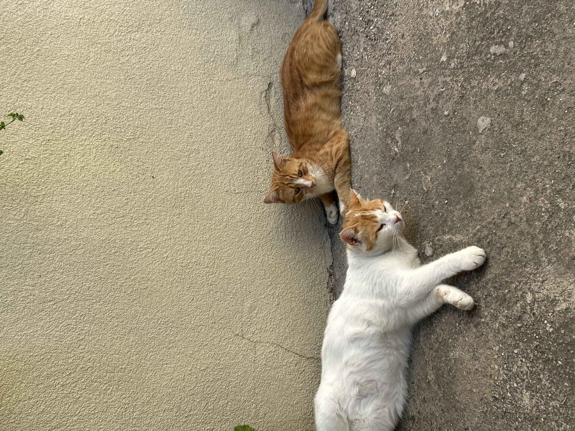 Two cats are lying on a concrete surface in front of a textured, pale yellow wall. The cat on the left is predominantly white with orange markings on its head and paws. It is lying on its side with its front paws crossed. The cat on the right is orange with white markings on its face, chest, and paws. It is lying on its stomach, facing the left. There is a small green plant with leaves visible at the top left of the image. The scene appears to be outdoors, possibly in an urban or suburban setting, given the concrete and the wall construction. The lighting suggests it is daytime, with sunlight casting shadows.