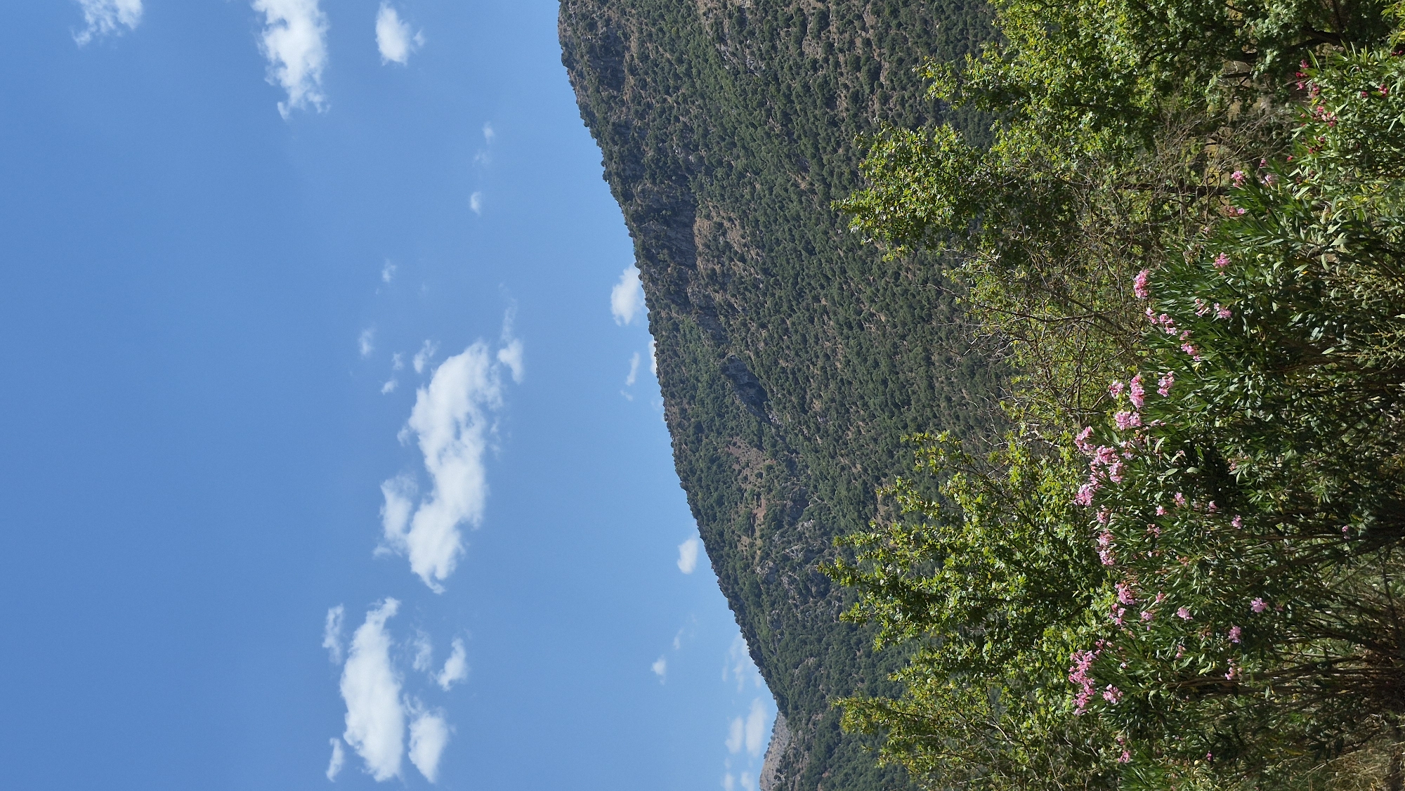 A vertical, eye-level, medium shot captures a sunlit landscape under a bright blue sky dotted with fluffy white clouds. The top two-thirds of the frame are dominated by the sky. The lower third is filled with lush green foliage and a distant, tree-covered mountain slope. In the foreground, a dense bush with numerous small, pink flowers is prominent. Behind this flowering bush, other trees with green leaves create a textured layer. The mountain in the background is covered with dense, dark green vegetation, with visible rocky outcrops and shadows indicating uneven terrain. The overall impression is of a vibrant, natural scene on a clear day.