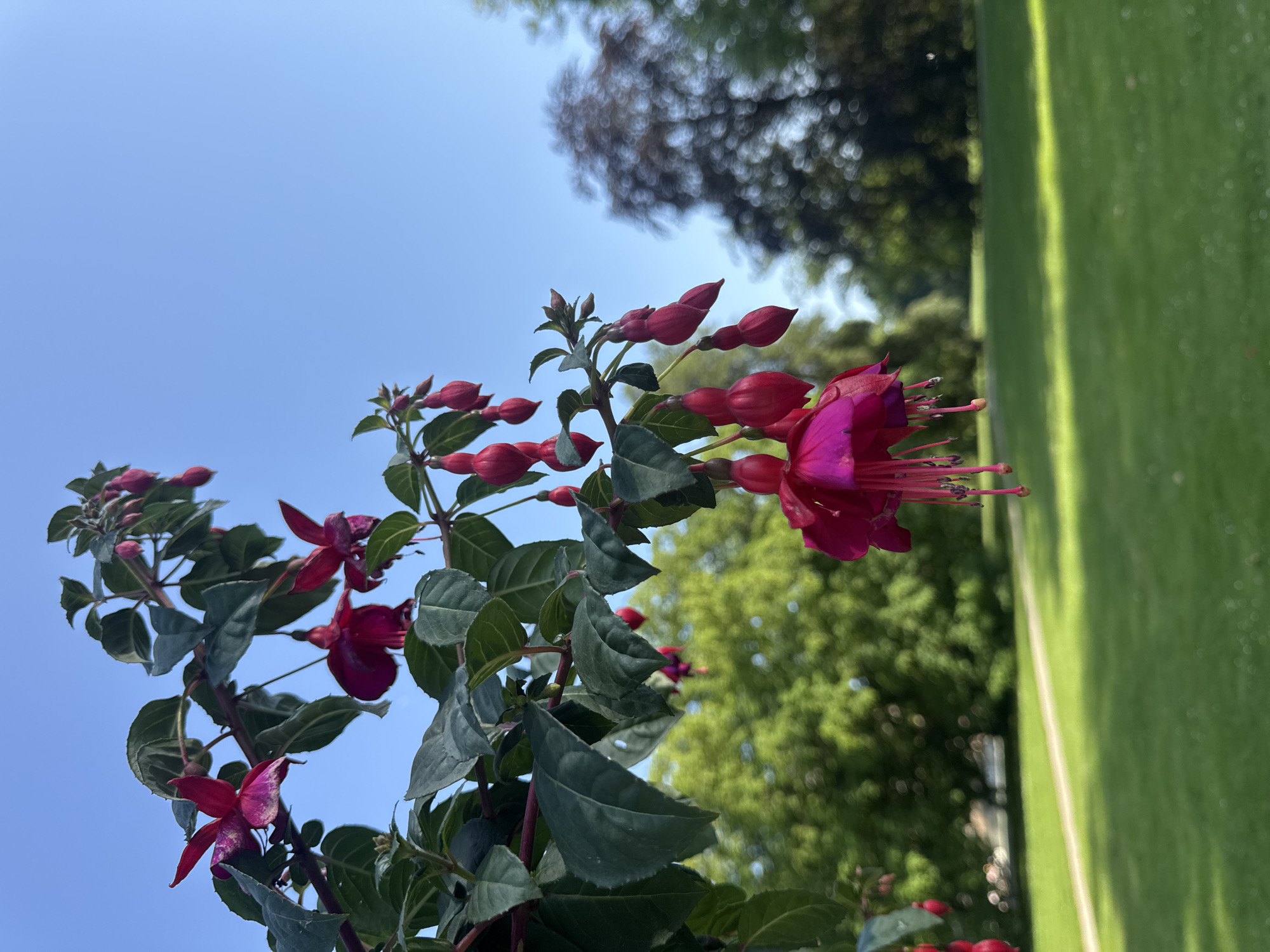 In a park setting in Kassel, Germany, a branch of fuchsia flowers with dark green leaves hangs into the foreground against a clear blue sky. The fuchsia blooms are a vibrant pink and red, with delicate stamens extending from their petals. The background is blurred, showing a manicured lawn, trees, and a pathway, suggesting a public garden or park. There are no people visible in the image.