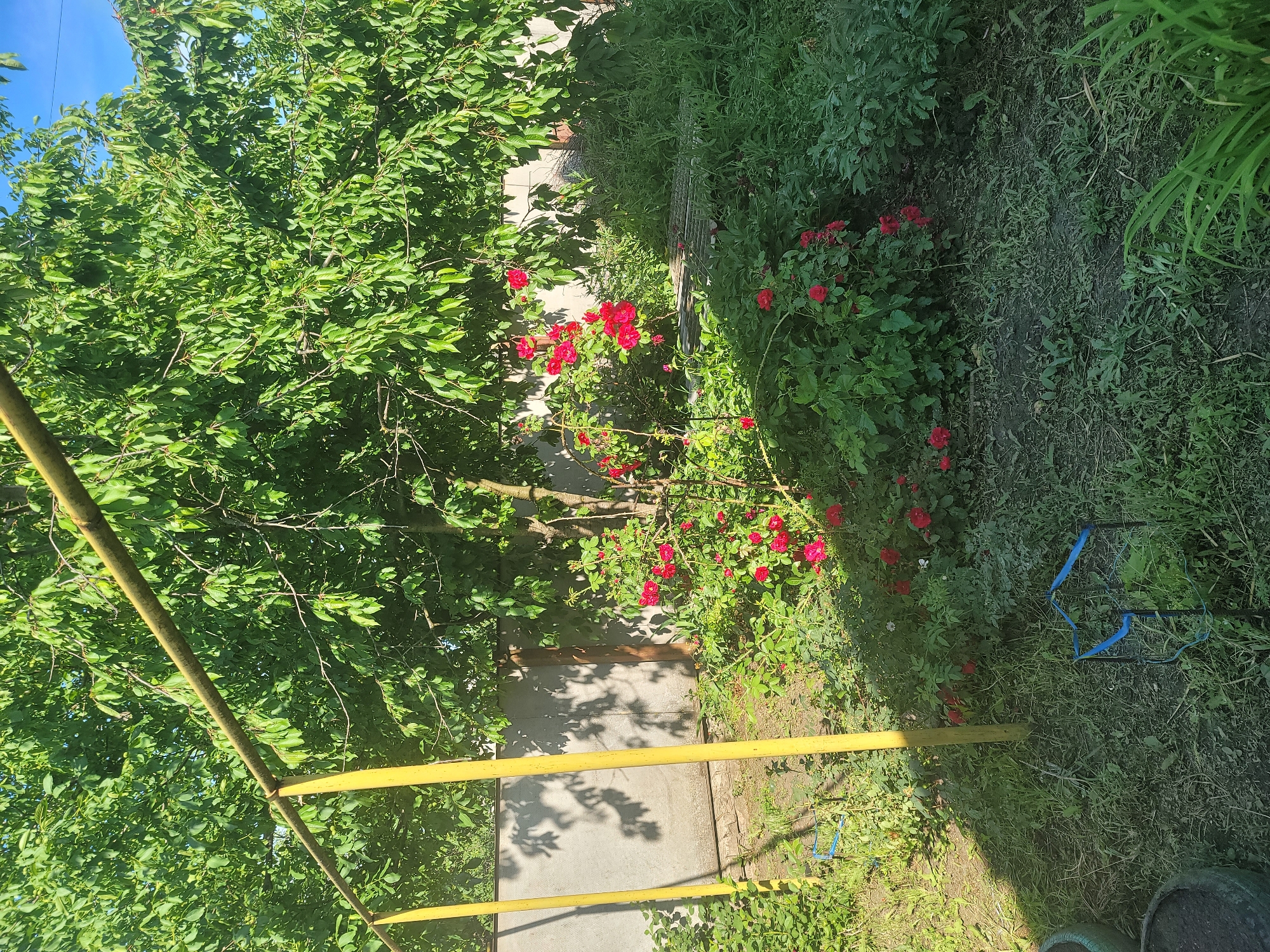The image shows a backyard garden in Vovkivka, Ukraine, featuring a blooming rose bush with vibrant red flowers. The rose bush is situated in the center of the frame, surrounded by lush green foliage and tall grass. Behind the rose bush, a concrete wall is visible, casting shadows from the surrounding trees. Two yellow metal poles, part of a larger structure, stand to the left, supporting a horizontal yellow bar that extends across the upper portion of the image. The ground is covered with a mix of soil and grass, with some dried leaves scattered around. In the foreground, two large dark-colored pots are partially visible on the left side of the frame, and a small blue metal structure, possibly a garden ornament or support, is located near the center. The overall scene depicts a sunny day in a well-tended, though slightly overgrown, garden.