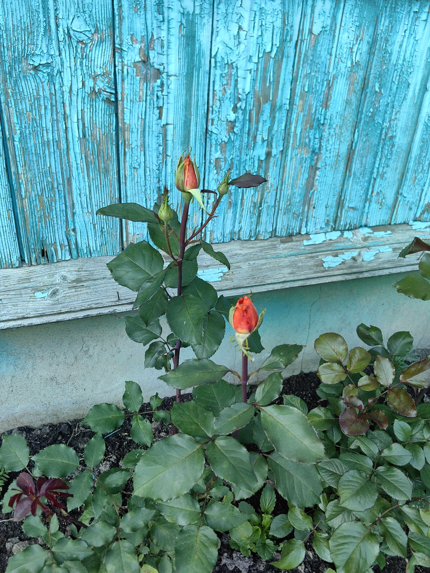 In Дзямідавіцкі сельскі Савет, Belarus, a close-up shot focuses on two rosebuds, one slightly more open than the other, displaying hints of orange and red petals, set against a weathered, peeling turquoise wooden fence. The rosebuds are positioned on dark red stems with green leaves, some appearing slightly withered or developing darker hues. Below the rosebuds, a bed of lush green rose leaves dominates the foreground, with some darker, purplish leaves also visible. The ground beneath the plants is dark soil. The scene is lit from above, casting subtle shadows.