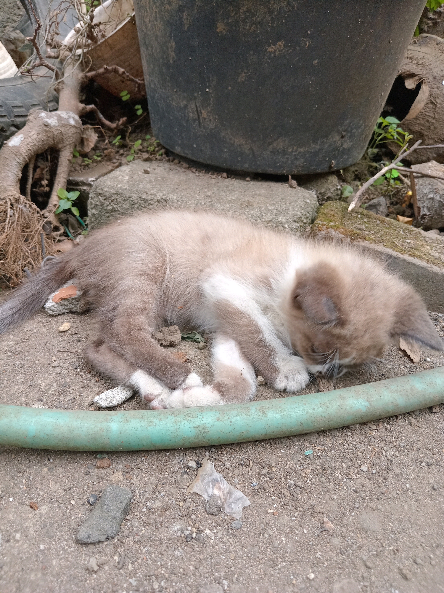 In Claket, Indonesia, a light brown and white kitten is asleep on the ground next to a large black pot and a green hose. The kitten is curled up on its side, with its head tucked into its body. Its fur is fluffy, and it has white paws. The ground is covered in dirt and small rocks. There are some dried leaves and twigs scattered around. The scene appears to be an outdoor area, possibly a backyard or a garden.