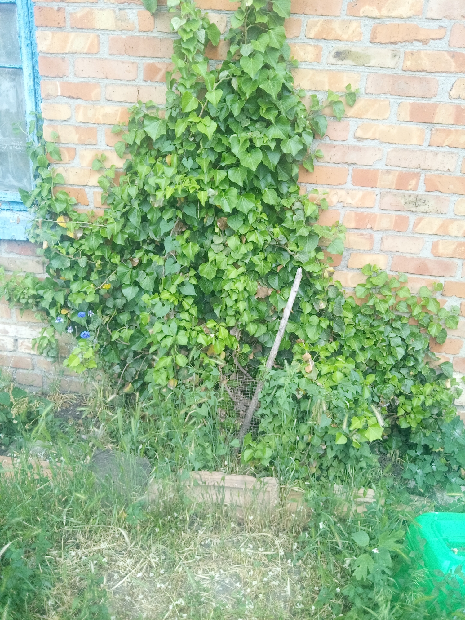 This image depicts an outdoor scene, said to be located in Zelenyi Hai, Ukraine. The primary subject is a brick wall, constructed with light reddish-brown bricks and light grey mortar, partially covered by dense green common ivy (Hedera helix). A segment of a light blue-painted window frame is visible on the far left, bordering the ivy.
At the base of the wall and extending into the foreground, the ground is covered with a mixture of green grasses, weeds, and some dried vegetation. Several small blue flowers, possibly cornflowers, are visible among the ivy and groundcover on the left side of the image. A slender wooden stick or branch leans vertically against the ivy on the lower-right side of the wall. Partially obscured by the ground vegetation, a section of wire mesh or fencing is present towards the lower left. In the bottom right corner, a bright green plastic object, possibly a container lid, is partially visible. No people or animals are present, and no specific actions are occurring within the frame. The scene is illuminated by natural daylight.