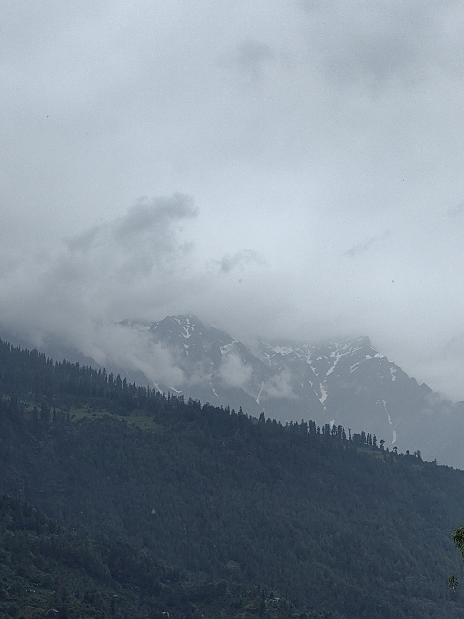 A wide shot captures a misty mountain landscape, likely in Vashisht, India, under an overcast sky. The foreground features a densely forested slope, characterized by dark green coniferous trees. The middle ground reveals the mid-section of a mountain range, with patches of snow visible on its rugged peaks, partially obscured by swirling clouds. The sky is a uniform pale gray, with a few scattered, wispy clouds. The overall scene conveys a sense of cool, damp weather, possibly during or after rain.