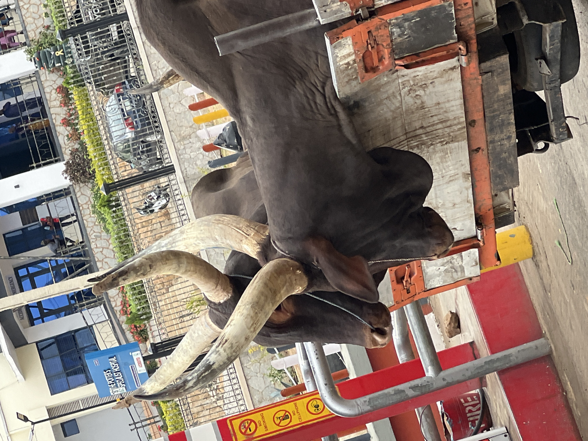 Two dark-skinned cattle with long, curved horns are being transported on the back of a vehicle. The cattle appear to be bound or tied together by rope or cord. The background includes buildings with blue-tinted windows, a fenced area with parked motorcycles, and vegetation. Signage is visible in the foreground, including a red sign with safety warnings, and a sign identifying "The Potter's Specialist Hospital". The location is identifiable as the city of Jos, Nigeria, based on the hospital sign, vehicle license plate and environment.