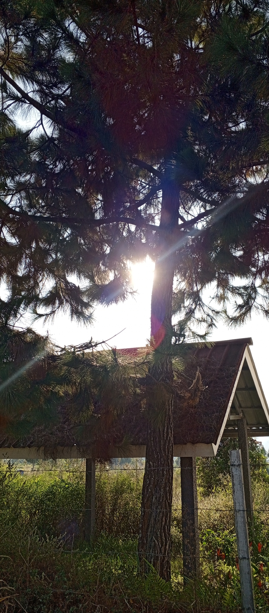 The image captures a sunlit scene beneath the canopy of a mature pine tree, with its branches obscuring the sky. The sun's rays pierce through the needles, creating lens flare and highlighting the texture of the pine trunk. In the background, a rustic, open-sided shelter with a brown, sloped roof stands partially visible. The shelter is supported by what appear to be concrete posts. The foreground and surrounding area are densely vegetated with a mix of grasses, ferns, and some flowering plants, some of which are red. A wire fence runs horizontally across the lower portion of the image, separating the immediate foreground from the background vegetation. The environment suggests an outdoor setting, possibly a park or a natural area within or near Yakkurugala, Sri Lanka. No people are present in the frame.