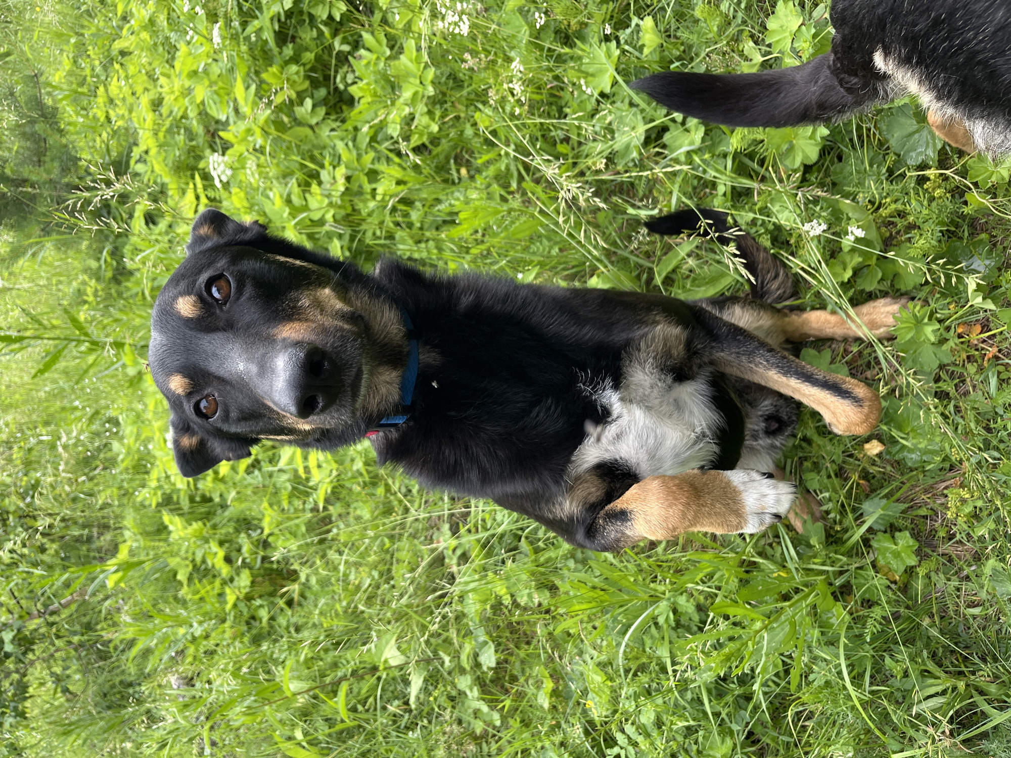 A medium shot captures a black and tan dog sitting upright on its hind legs in a lush, green field. The dog is looking directly at the camera with an attentive expression, its brown eyes wide and alert. A thin blue collar is visible around its neck. Its front right paw is raised slightly off the ground, while its front left paw is tucked in. The dog's fur is predominantly black, with tan markings on its face and legs. The background is filled with a dense growth of green grass and foliage, with some small white flowers scattered throughout. The lighting suggests it is daytime, with natural light illuminating the scene. The image does not contain any elements that would suggest a specific location within the city of Nizhny Tagil, Russia, or any other identifiable geographic marker.