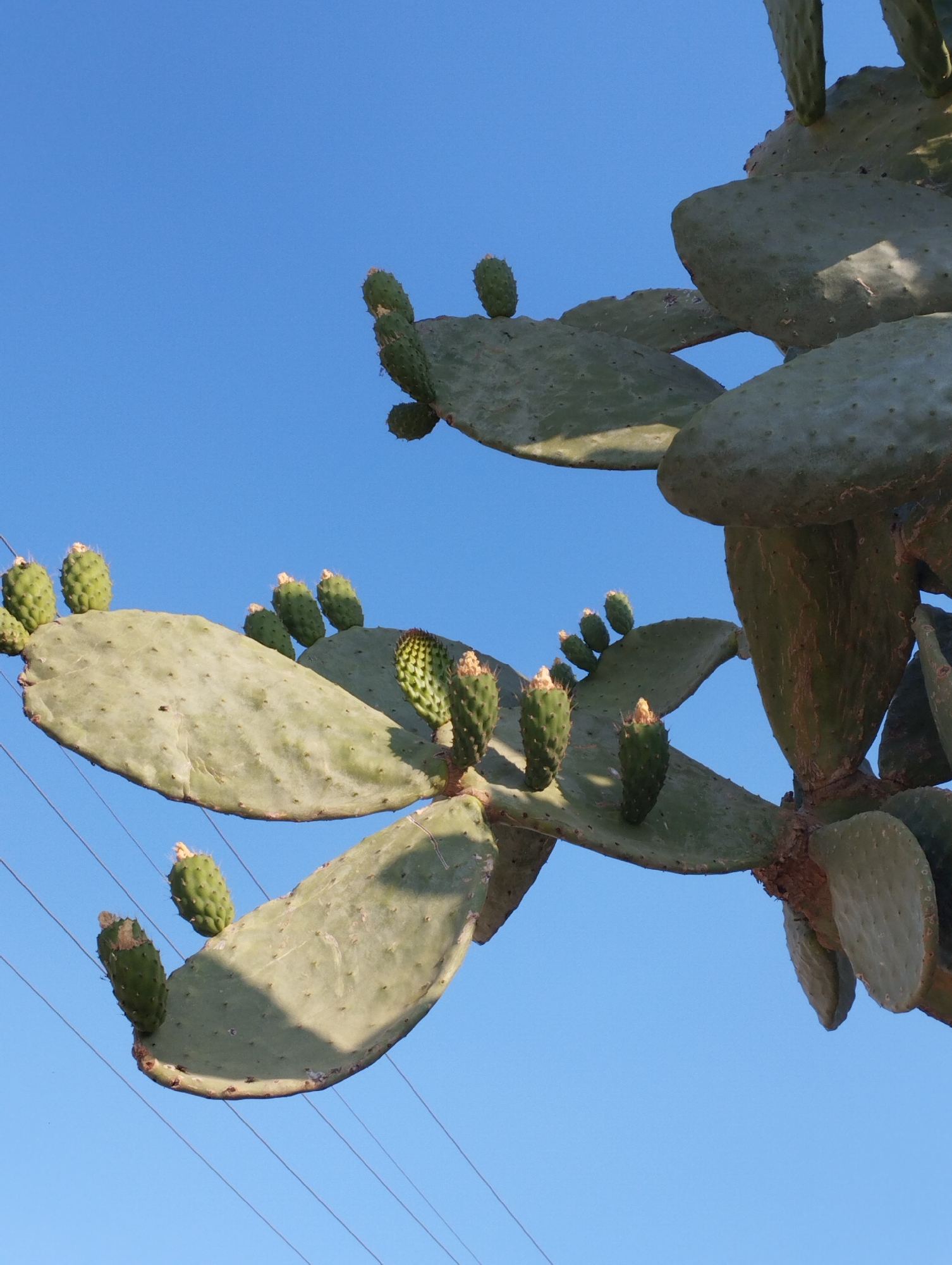 A low-angle outdoor shot of a prickly pear cactus against a clear blue sky. The cactus has large, flat, green pads, some of which are covered in small, green prickly pear fruits. Several thin, dark wires crisscross the lower portion of the image, appearing to be utility lines. The lighting suggests it is daytime, possibly late afternoon due to the angle of the light casting shadows. The scene is devoid of people and human activity.