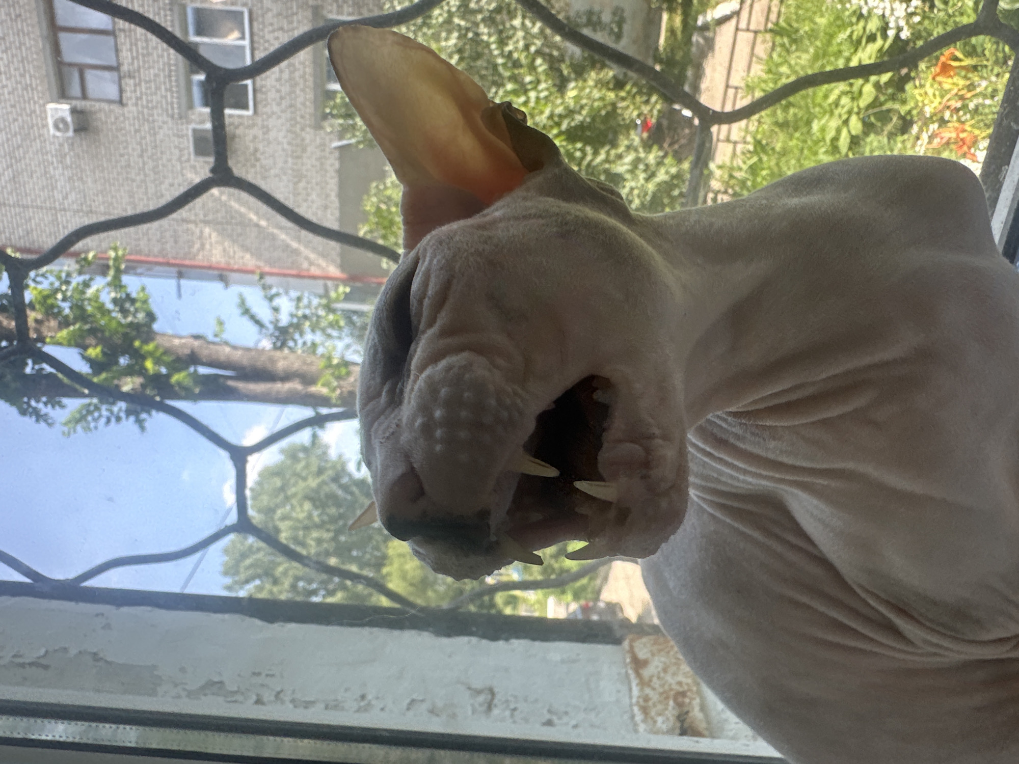 A close-up, low-angle, outdoor shot captures a hairless cat with its mouth open, revealing sharp teeth and a pink tongue. The cat is positioned in front of a window with a metal grate, looking to the left. Behind the cat, a blurry cityscape is visible, featuring a brick building with windows and an air conditioning unit, along with trees and greenery. The lighting suggests a sunny day. The scene is set within a residential area in Togliatti, Russia.