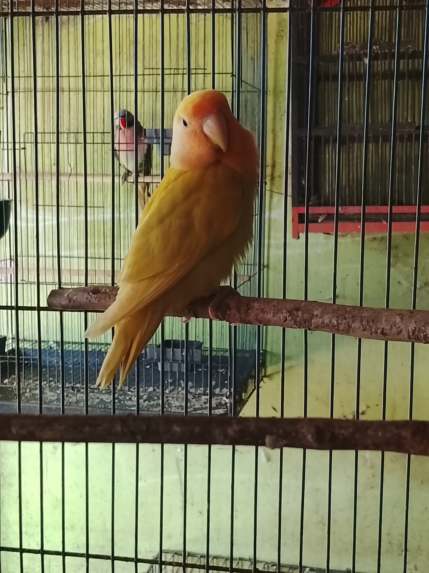 A pale yellow lovebird is perched on a wooden branch inside a cage. The bird's head is turned to its left, and its beak is closed. Its body is mostly obscured by its feathers. In the background, a smaller bird with grey and red coloring is visible in the same cage. The cage bars are thin and black, and the background appears to be a green wall. The image was taken in Kuta Trieng, Indonesia.