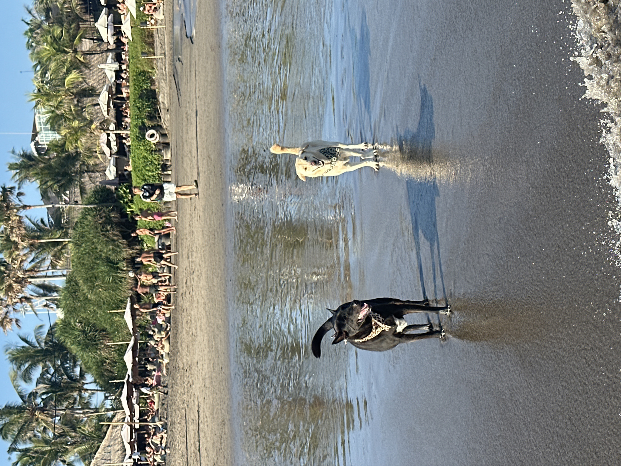 In the city of North Kuta, Indonesia, a sun-drenched beach scene unfolds with a focus on two dogs near the water's edge. A dark-colored dog with white markings and a patterned bandana stands in shallow water, facing left, with its mouth open. To its right, a lighter-colored dog, possibly a Labrador mix, also in shallow water, faces the camera with its mouth open, wearing a similar patterned bandana.
In the background, a sandy beach stretches out, populated by a crowd of people relaxing under thatched umbrellas and amidst palm trees. Some individuals are engaged in activities like playing volleyball. A man in a black and white shirt and white shorts stands on the sand, looking towards the water. The environment is characterized by clear blue skies, lush green foliage, and the gentle lapping of waves. The overall impression is one of a lively beach resort atmosphere on a bright, sunny day.