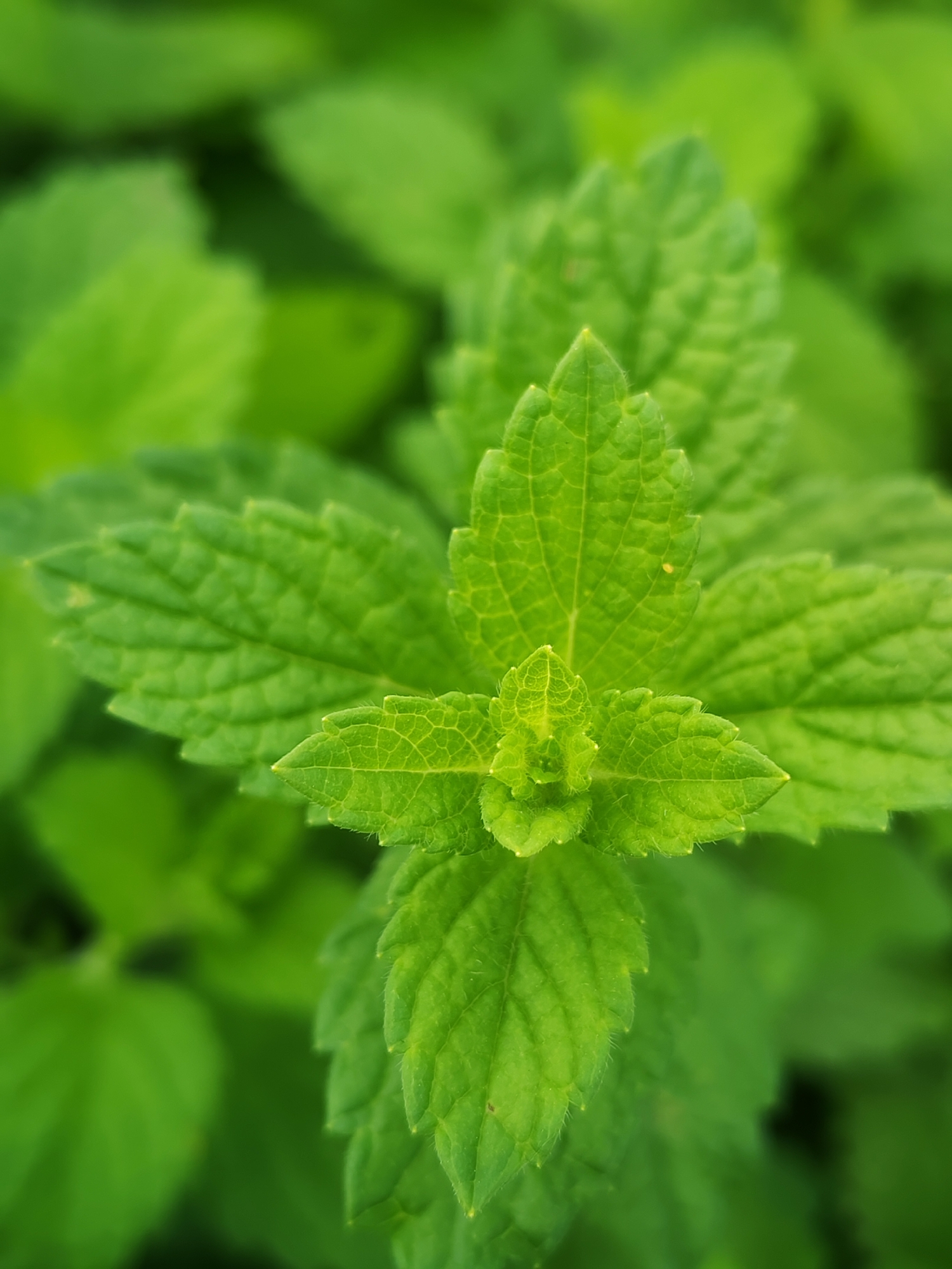 A close-up, top-down, eye-level shot features a vibrant green mint plant. The focus is on the central stalk and its leaves, which are detailed with visible veins and serrated edges. The surrounding leaves are softly blurred, creating a shallow depth of field and emphasizing the central subject. The image appears to be taken outdoors in a natural setting, with soft, diffused lighting. There is no discernible location in Chaikovsky, Russia, or any human presence depicted.