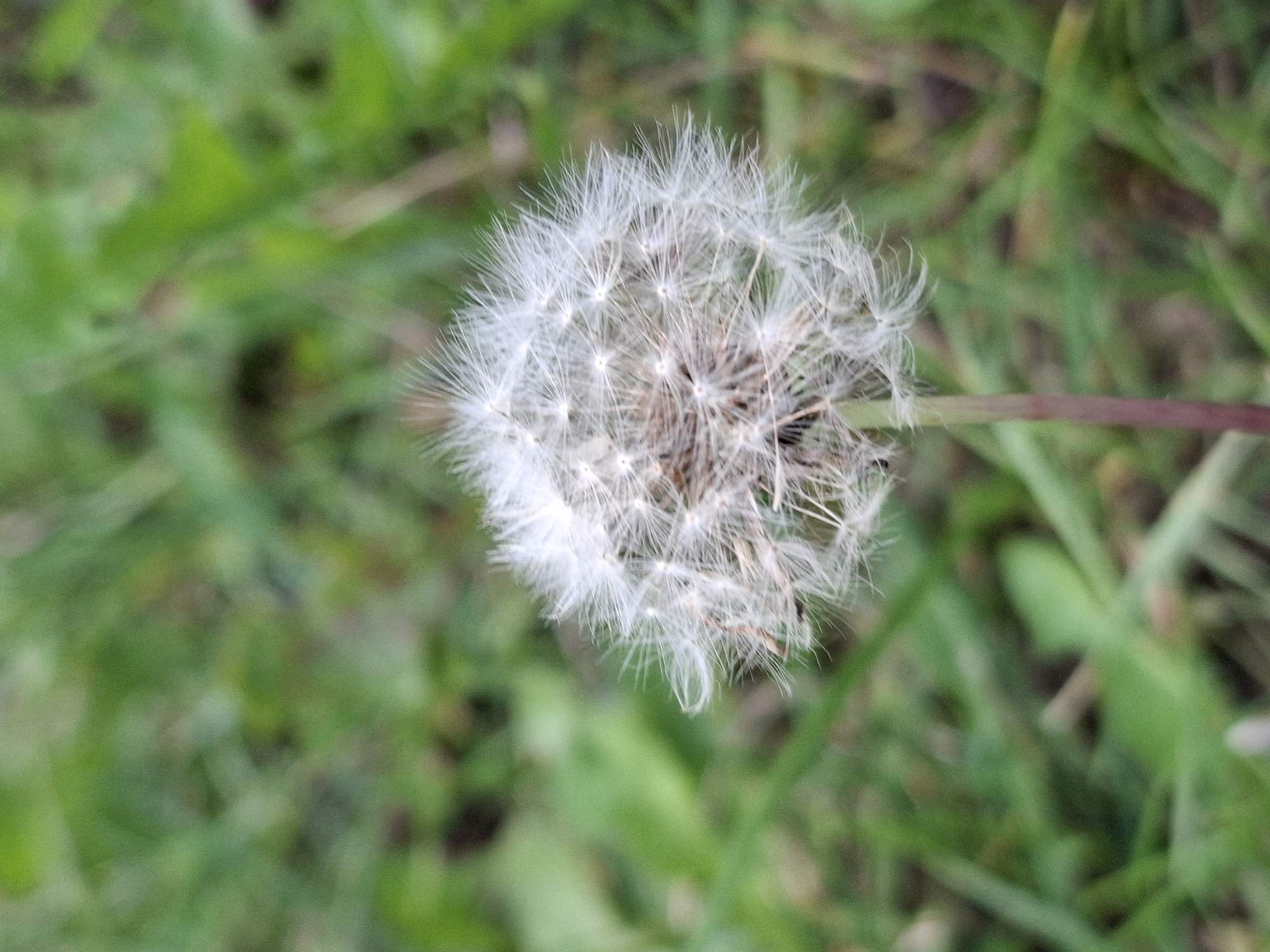 A single, fluffy white dandelion seed head stands in focus against a blurred green background of grass. The dandelion's stem is a reddish-brown color and appears slender. The image is taken from a close-up perspective, highlighting the intricate details of the dandelion's parachute-like seeds. The setting is outdoors, in what appears to be a grassy area or lawn. The overall impression is one of natural simplicity and delicate beauty.
