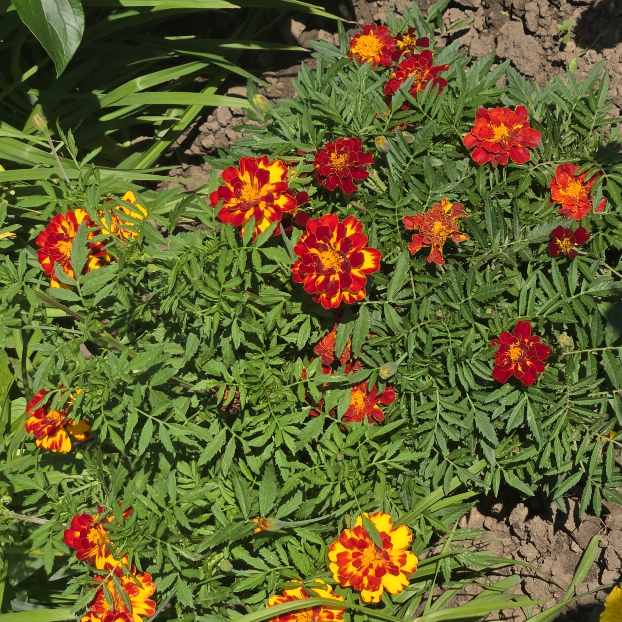 The image depicts a close-up, overhead view of a bed of marigolds in a garden. The flowers are vibrant, with a mix of red and yellow petals, some fully bloomed and others in bud. The foliage is dense and green. The ground beneath the flowers appears to be soil, with some dry, cracked areas suggesting sunlight exposure. The lighting indicates it is daytime, with shadows cast by the plants. There are no people or animals visible in the image. The scene is entirely natural, with no urban elements or structures. The context of Vladimir, Russia, is not visually discernible from the image itself; it solely presents a botanical subject in a garden setting.