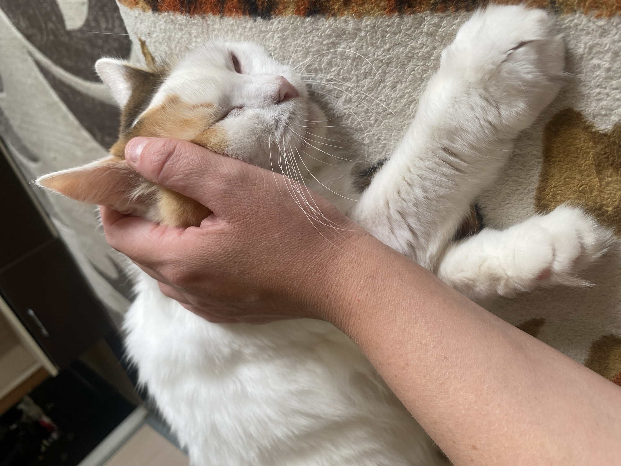 A person's hand pets a white and orange cat lying on a patterned rug. The cat's eyes are closed, and its head is resting on the rug. The person's hand is gently stroking the cat's head and ear. The background shows a blurry view of cabinets and a wall. The scene appears to be indoors, likely in a residential setting.