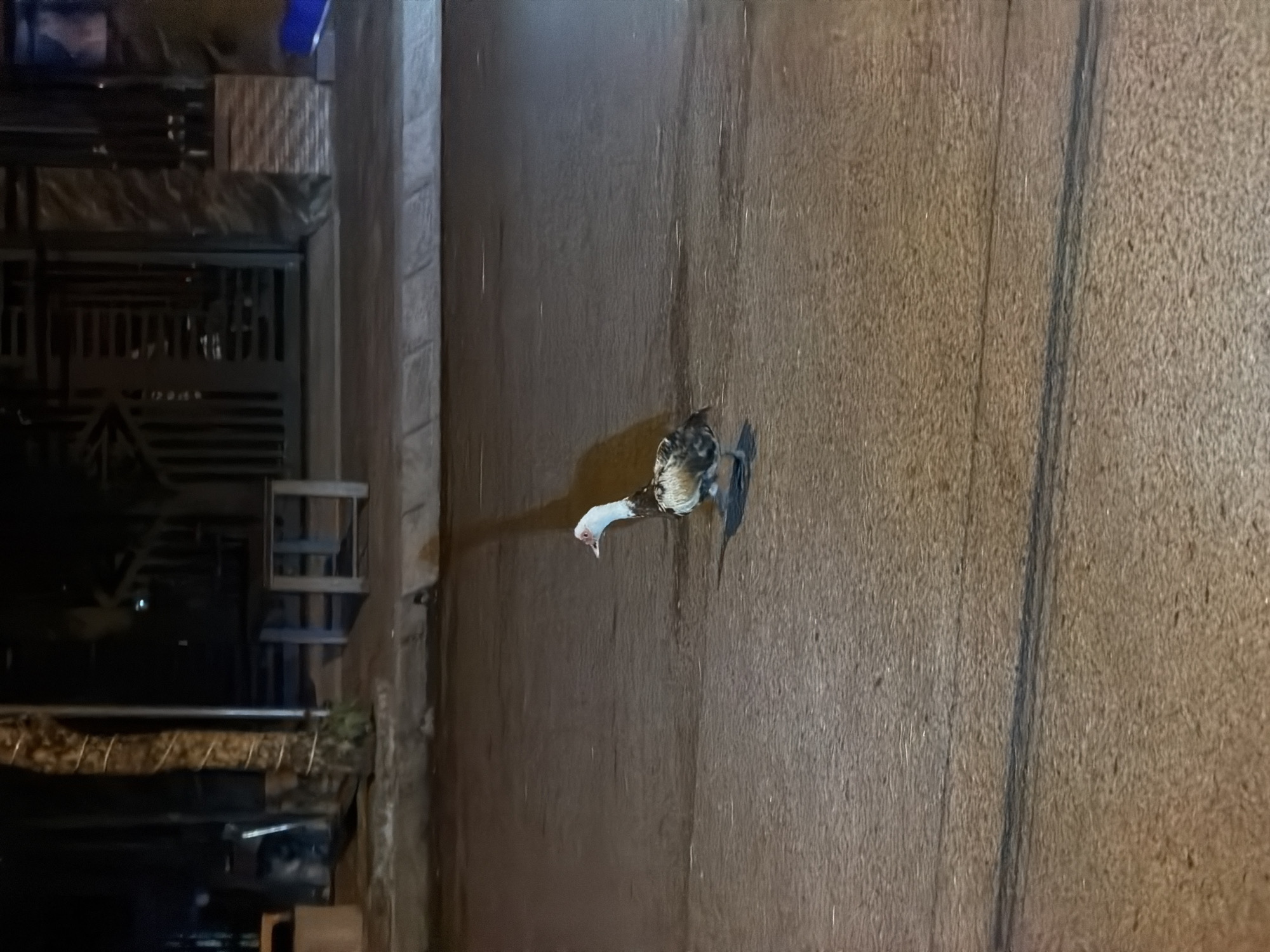 A medium-angle shot displays a free-range rooster foraging in a residential area. The rooster is predominantly white and brown. The setting appears to be a paved street or sidewalk adjacent to a house or building in Đà Nẵng, Vietnam. The time of day is likely evening or night, as the lighting appears dim and artificial.