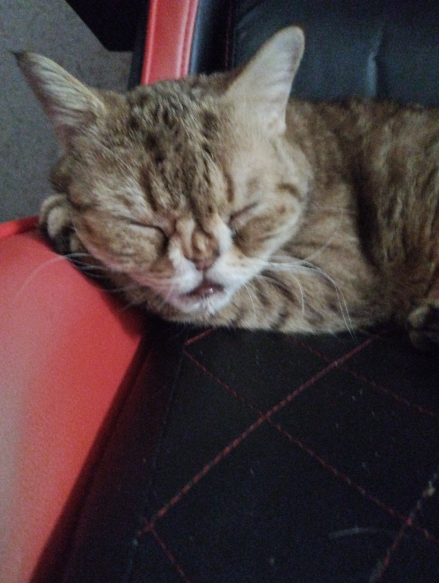 A brown tabby cat with its eyes closed is resting on a black and red gaming chair. The cat's head is leaning to the left, and its whiskers are visible. Part of the red armrest of the chair is also visible. The background is dark. There is no location or city in the image.