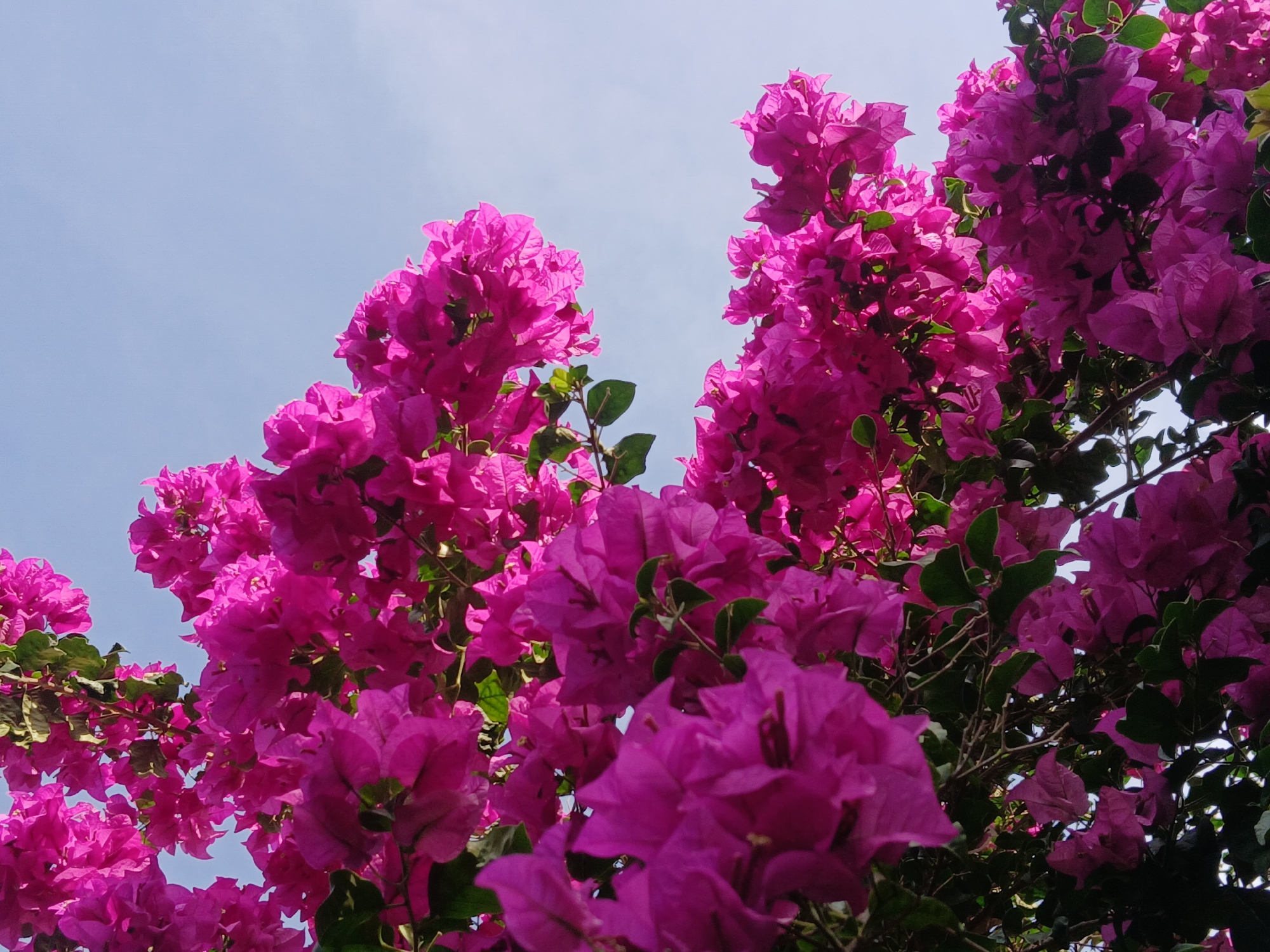 A low-angle, eye-level shot captures a dense cluster of vibrant pink bougainvillea flowers against a clear, pale blue sky. The bougainvillea branches are heavy with blooms, obscuring much of the foliage and creating a profusion of color. The lighting suggests it is daytime, with the sunlight illuminating the flowers from the top, creating highlights and shadows that emphasize the delicate texture of the petals. The image is likely taken outdoors in Ciudad Guayana, Venezuela, where bougainvillea are common ornamental plants in gardens and public spaces. The scene is devoid of people or any specific man-made structures, focusing solely on the natural beauty of the flowering plant.