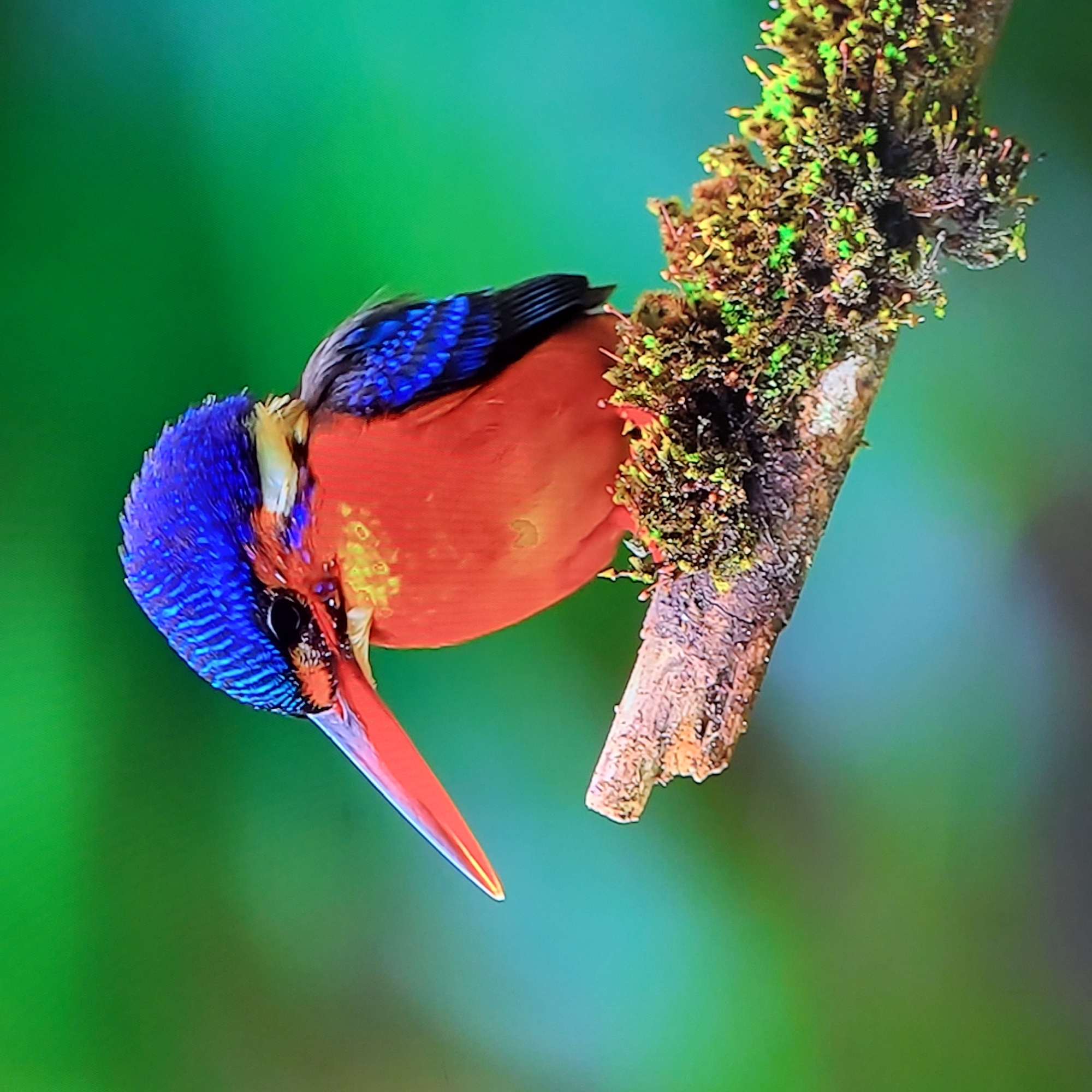A vibrant, close-up shot depicts a colorful bird perched on a mossy branch. The bird has a blue head, black back, and bright orange body. Its beak is long and red. The branch is covered in patches of green and brown moss. The background is a soft, blurred green. The image does not provide enough information to determine the location in Yerevan, Armenia.