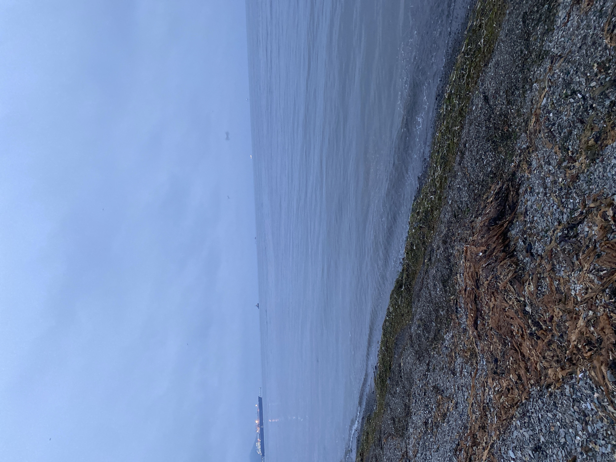 The image depicts a desolate, rocky beach in Korsakov, Russia, under a cloudy, overcast sky. The sea is calm with gentle waves lapping at the shore. Scattered seaweed and driftwood litter the beach, mingling with pebbles and stones. In the distance, a large cargo ship is visible, its lights illuminated, suggesting it is either docked or moving slowly. A few smaller vessels are also present on the water. The overall atmosphere is muted and somber, typical of a cool, foggy day.