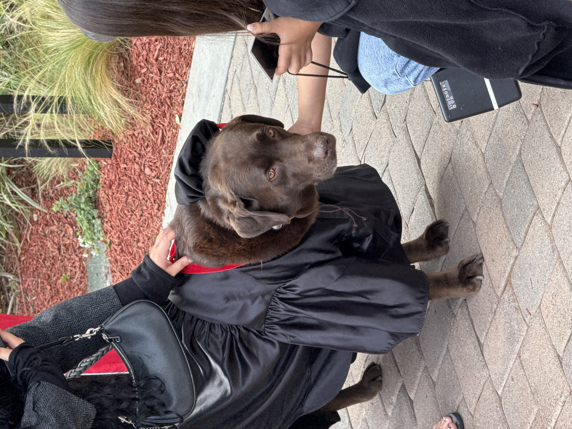 A brown Labrador Retriever is seen in a black hooded robe with a red collar in the city of Orange, United States of America. The dog is in the presence of two people. One person is standing and taking a photo of the dog with a phone. The other person is sitting and is petting the dog. There is a handbag next to the person. The background is red mulch and green plants. The ground is paved.