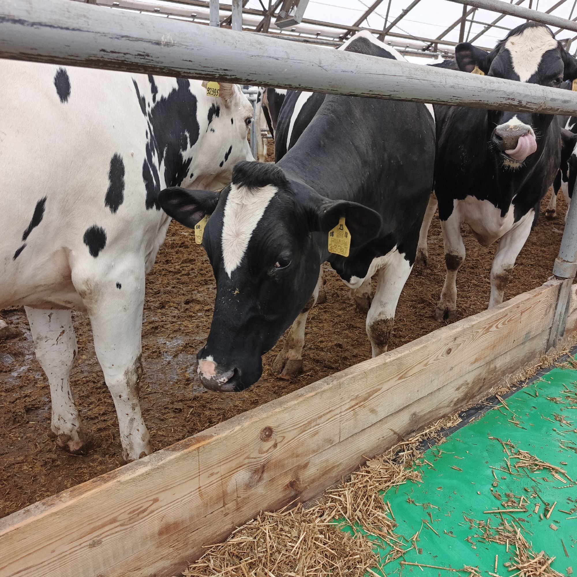 The image captures a close-up view of several Holstein cows in a barn. In the foreground, a black and white cow with its head lowered is partially visible, with its tongue extended, possibly licking something off its nose. To its left, a larger black and white cow stands with its head turned slightly away from the camera. Further to the left, another cow's flank is visible, predominantly white with black patches. In the background, more cows can be seen, though their details are less clear. The cows are standing on a surface of what appears to be straw or manure. A wooden structure, likely a trough or barrier, runs across the bottom of the image, and a green mat with scattered straw is visible on the right. The environment suggests an agricultural setting, possibly a dairy farm. There are no people present in the image. The scene is indoors, with overhead lighting and structural elements of a barn visible at the top. The location is identified as Orlovka, Russia.