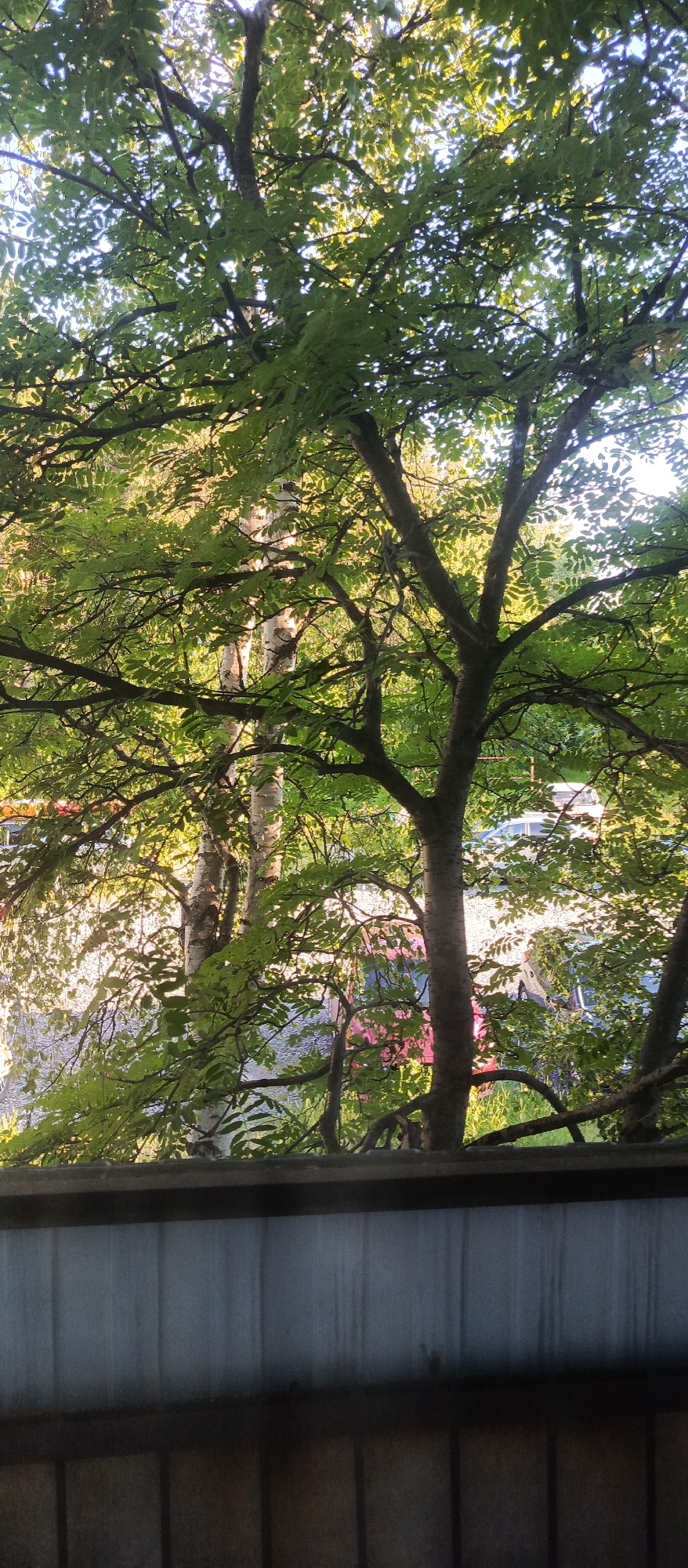 The image captures a view through a screen or fence, looking out at trees with bright green foliage, bathed in sunlight. The trees are dense, with many branches and leaves obscuring parts of the background. Through the gaps in the leaves, glimpses of a street scene are visible, including what appear to be several parked cars and buildings. The foreground shows the texture of the screen or fence, with horizontal and vertical lines suggesting a structure. The overall impression is an outdoor, daytime scene, likely taken from a residential or public space within the city of Polarnie Zori, Russia, during a period of abundant foliage.