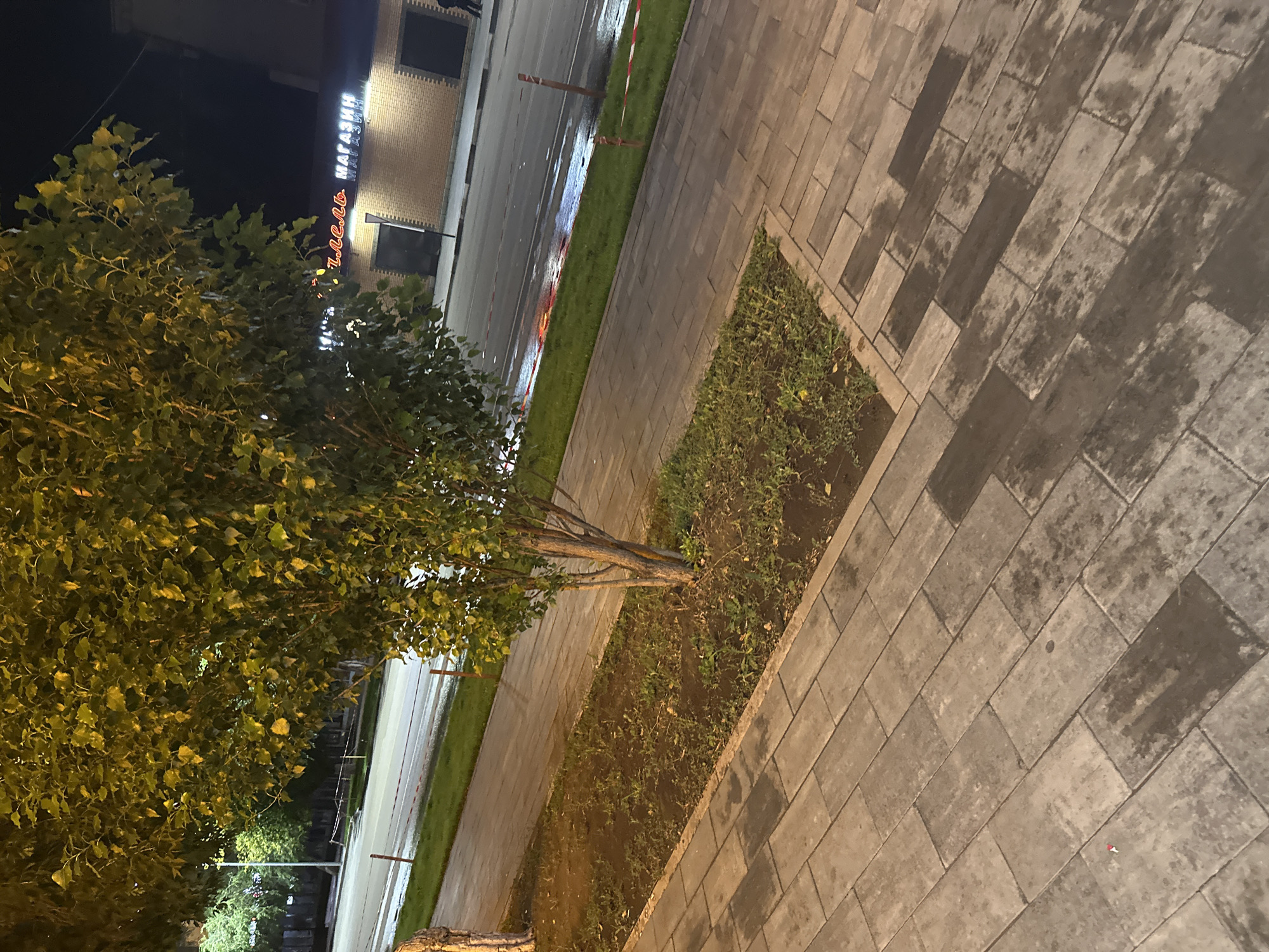 The image shows a tree with green leaves on a sidewalk at night. The sidewalk is made of gray paving stones, and there is a patch of grass next to it. In the background, there is a street with cars and buildings. One building has a neon sign that reads "МЯСНОЙ МАГАЗИН," which translates to "MEAT STORE" in English. The scene appears to be in Kostanay, Kazakhstan, a city in the northern part of the country.