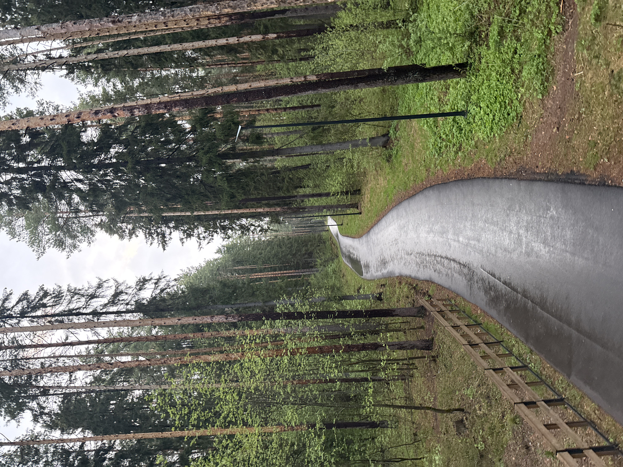 A paved path curves through a forest landscape. Tall, slender trees line both sides of the path, with a mix of evergreens and trees with fresh green foliage. A wooden structure runs parallel to the path on one side. Streetlights are spaced along the path. The environment suggests a park or recreational area. This is likely in Votkinsk, Russia.
