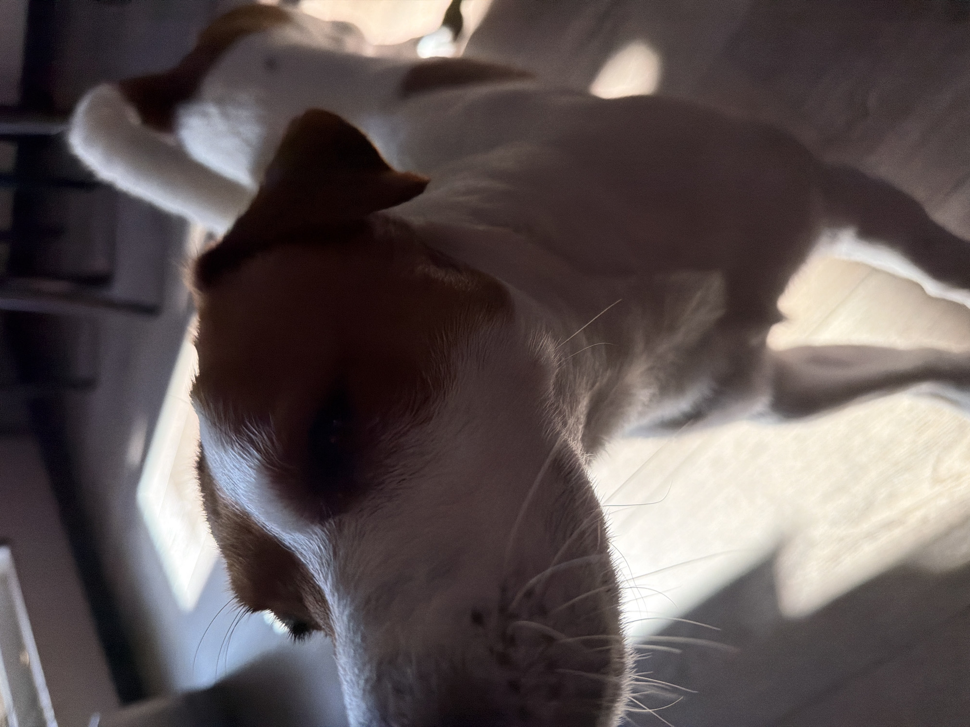 A close-up, low-angle shot captures a white and tan Jack Russell Terrier with its head turned towards the camera. The dog's face is in sharp focus, with its nose, whiskers, and part of its eye visible. Sunlight streams in from the left, casting distinct shadows across the wooden floor and highlighting the dog's fur. The background is blurred, showing hints of furniture and what appears to be a window. The scene suggests an indoor domestic setting, possibly a home in Moscow, Russia, where the dog is basking in a sunbeam.