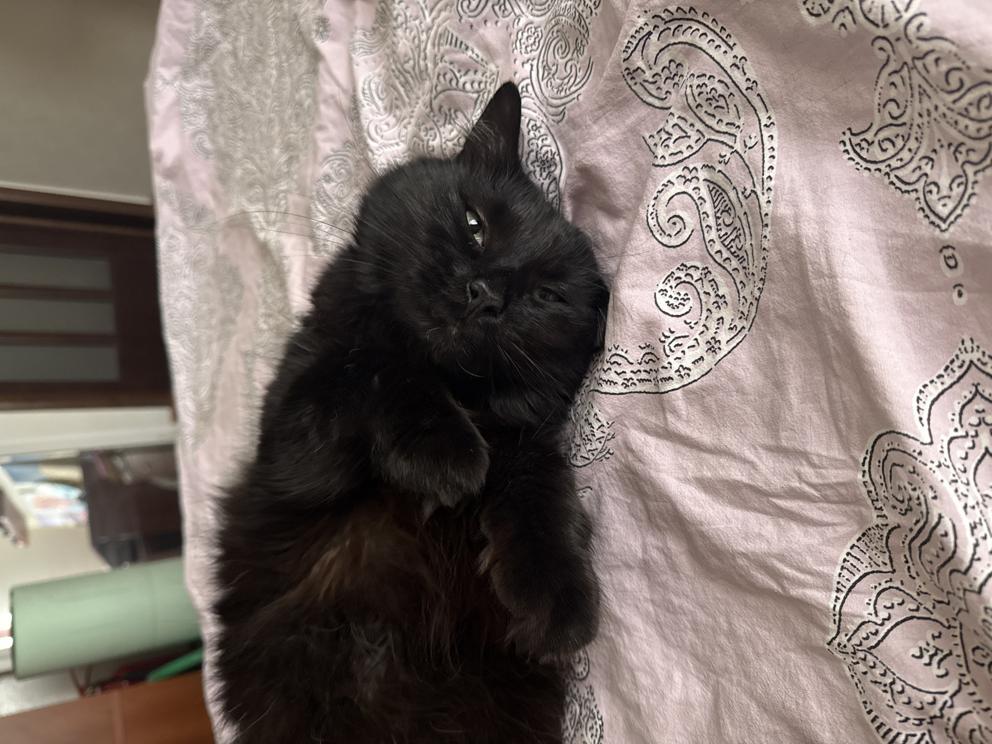 A black cat is lying on a pink comforter with a paisley pattern. The cat is curled up on its side, with its head resting on its paws. Its eyes are open, and it appears to be looking at the camera. The comforter is soft and appears to be made of cotton. The background is blurred, but it appears to be a bedroom. There is a dresser and a chair in the background. The image was taken in Odesa, Ukraine.