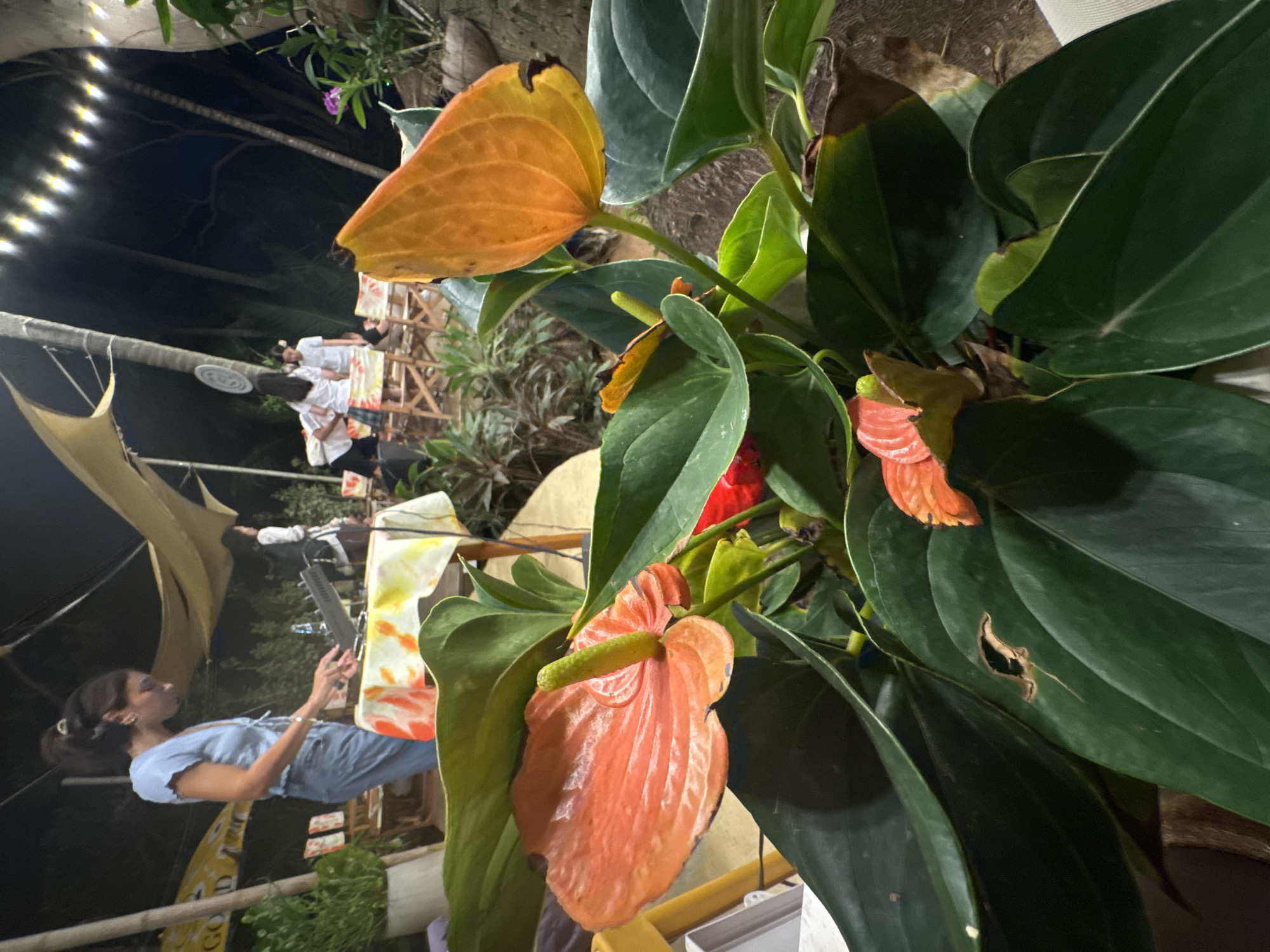 This image, taken at night in Karon, Thailand, depicts an outdoor setting with people and floral elements. In the foreground, a large, leafy anthurium plant with orange and coral-colored spathes is prominent.
Behind the plant, several people are visible. A woman in a light blue top and jeans is in the mid-ground, looking at her phone. Further in the background, other individuals appear to be seated at tables, some wearing white shirts, suggesting a social gathering or dining experience. The scene is illuminated by string lights overhead and also by the ambient light of the surroundings.
The setting appears to be an outdoor dining or seating area, possibly a restaurant or bar, with bamboo structures and fabric canopies visible. The presence of palm trees in the background hints at a tropical location. The overall mood is relaxed and casual, typical of an evening social setting. No visible text is discernible in the image.