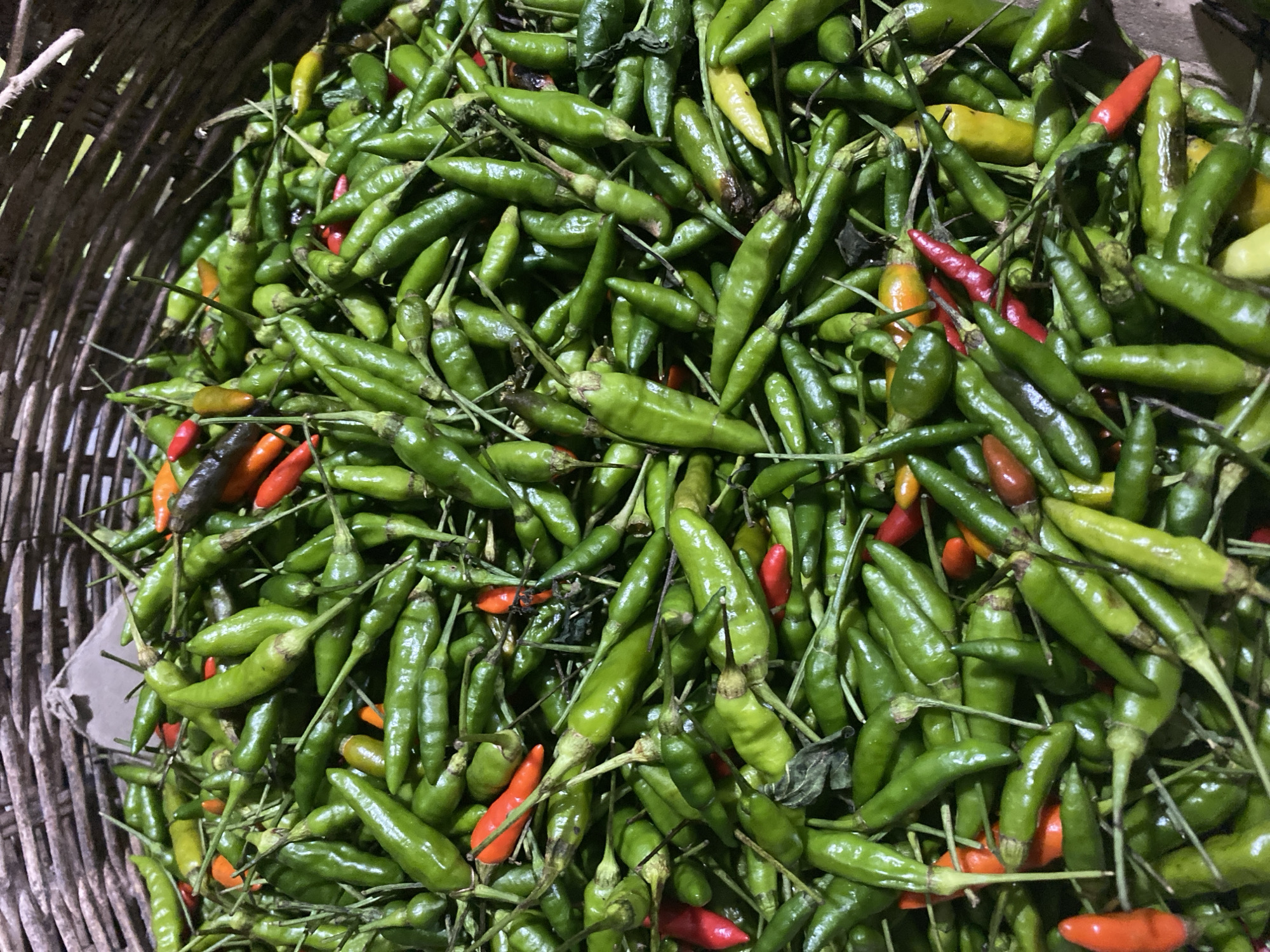A close-up, top-down view captures a dense pile of fresh, small chili peppers overflowing from a rustic, woven basket. The peppers exhibit a spectrum of colors, with the majority being a vibrant green, interspersed with streaks of red, orange, and a few yellowish hues, indicating varying stages of ripeness. Their smooth, glossy skins reflect the light, and thin, wiry stems are visible throughout the pile. The basket itself appears to be made of dark, natural fibers, with a rough texture. The background is out of focus, suggesting the peppers are likely at a market or being prepared for sale or use in Aneuk Paya, Indonesia. No people or specific actions are depicted.