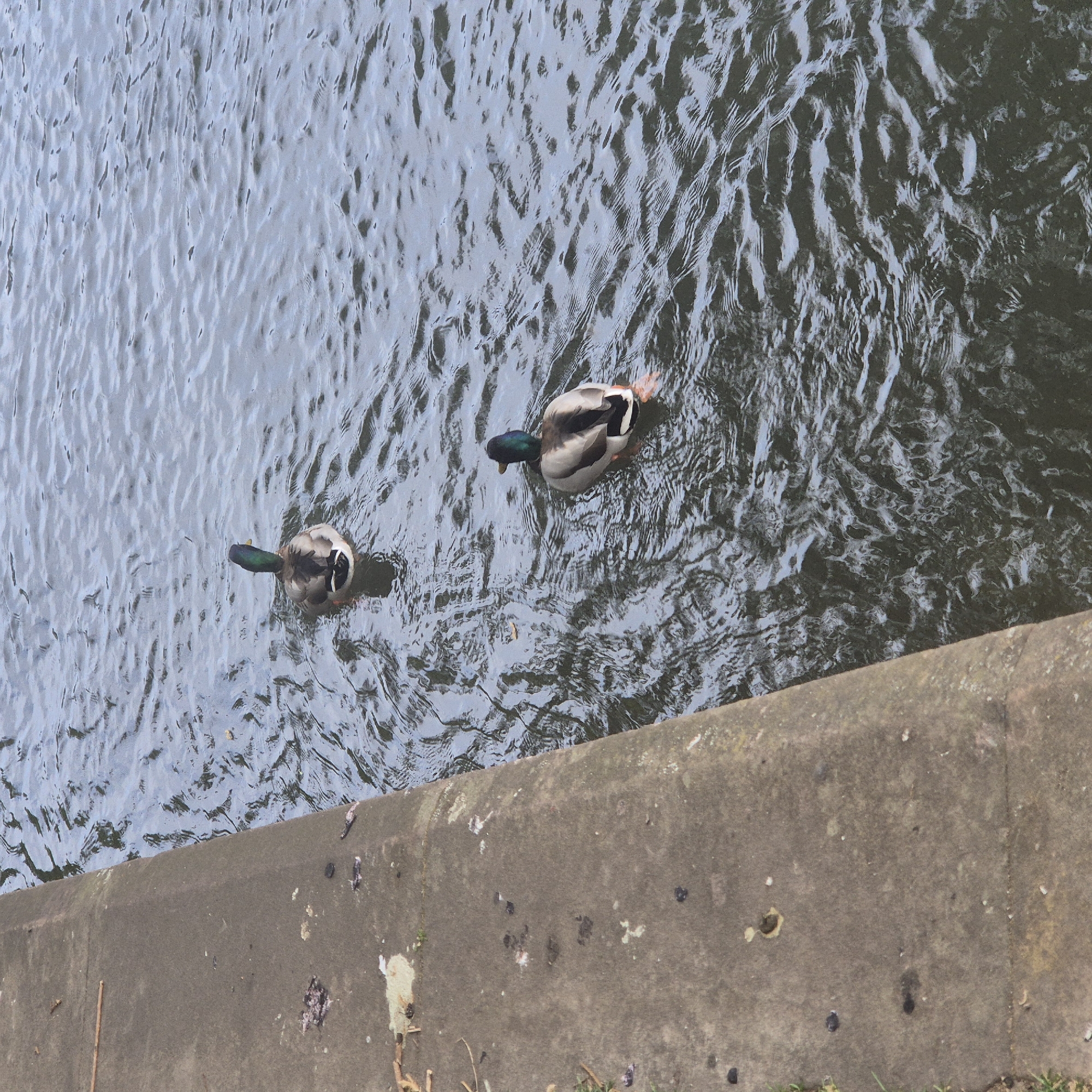 Two male mallard ducks are swimming in the water near a concrete bank. The location is likely Strasbourg, France, given the prompt. The water surface shows ripples and variations in light and shadow. Bird droppings are present on the concrete bank. The ducks are facing in opposite directions.