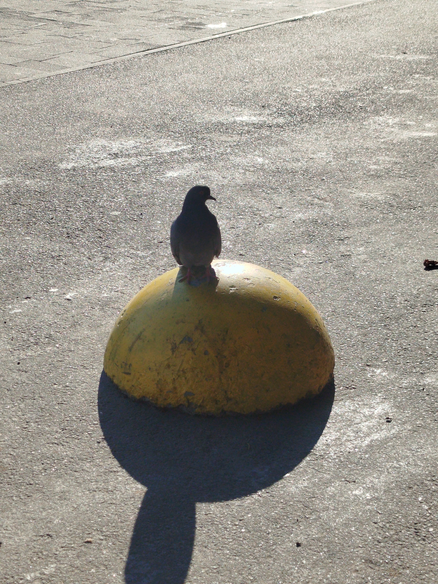 A single pigeon stands on a yellow, dome-shaped bollard on an asphalt surface. The bollard is positioned in the center of the frame, casting a distinct shadow to the left. The asphalt appears to be part of a street or pathway, with a section of grey paving stones visible in the upper left corner, separated by a thin white line. The lighting suggests it is daytime, with sunlight creating bright reflections on the asphalt. There are no other animals or people visible in the scene. The context of Kremenchuk, Ukraine is not directly evident from the visual information provided in the image.