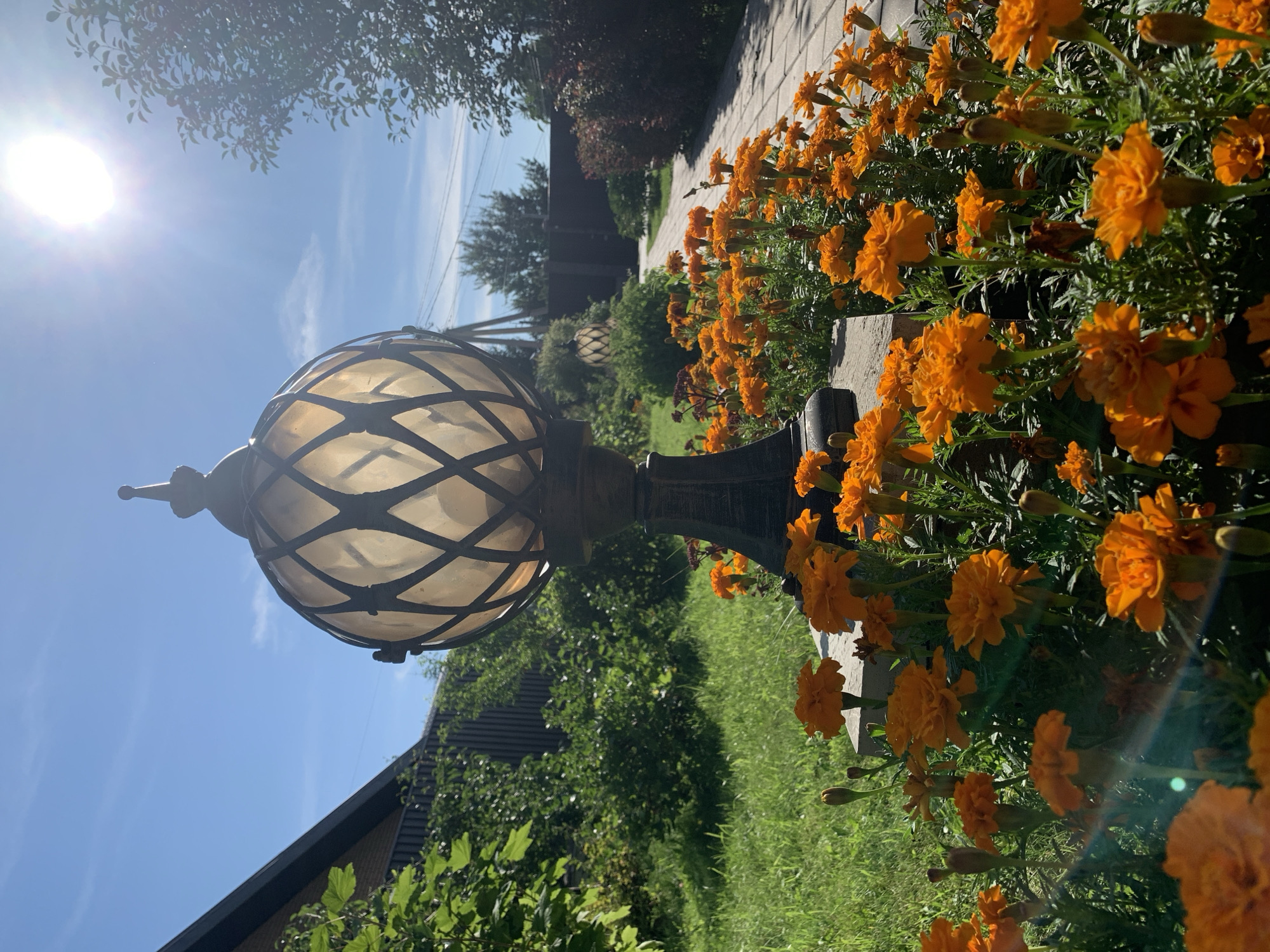This is a daytime, eye-level, outdoor, medium shot of a garden with a pathway and a decorative lamppost. The foreground is dominated by a dense planting of bright orange marigolds in bloom, with their green foliage. Behind the flowers, a concrete pathway is visible, paved with rectangular light gray stones. To the left of the pathway and flowers, a well-maintained lawn is present, with a wooden fence and lush green bushes in the background. A large, ornate lamppost with a spherical, cage-like shade stands prominently in the middle ground, positioned on a concrete base. In the far background, a modern-looking house with a sloped roof is partially visible, along with trees and utility poles against a bright blue sky with some wispy clouds. The sun is visible in the upper right quadrant of the image, casting a bright glare. The scene appears to be a residential garden in Rozhdestveno, Russia.
