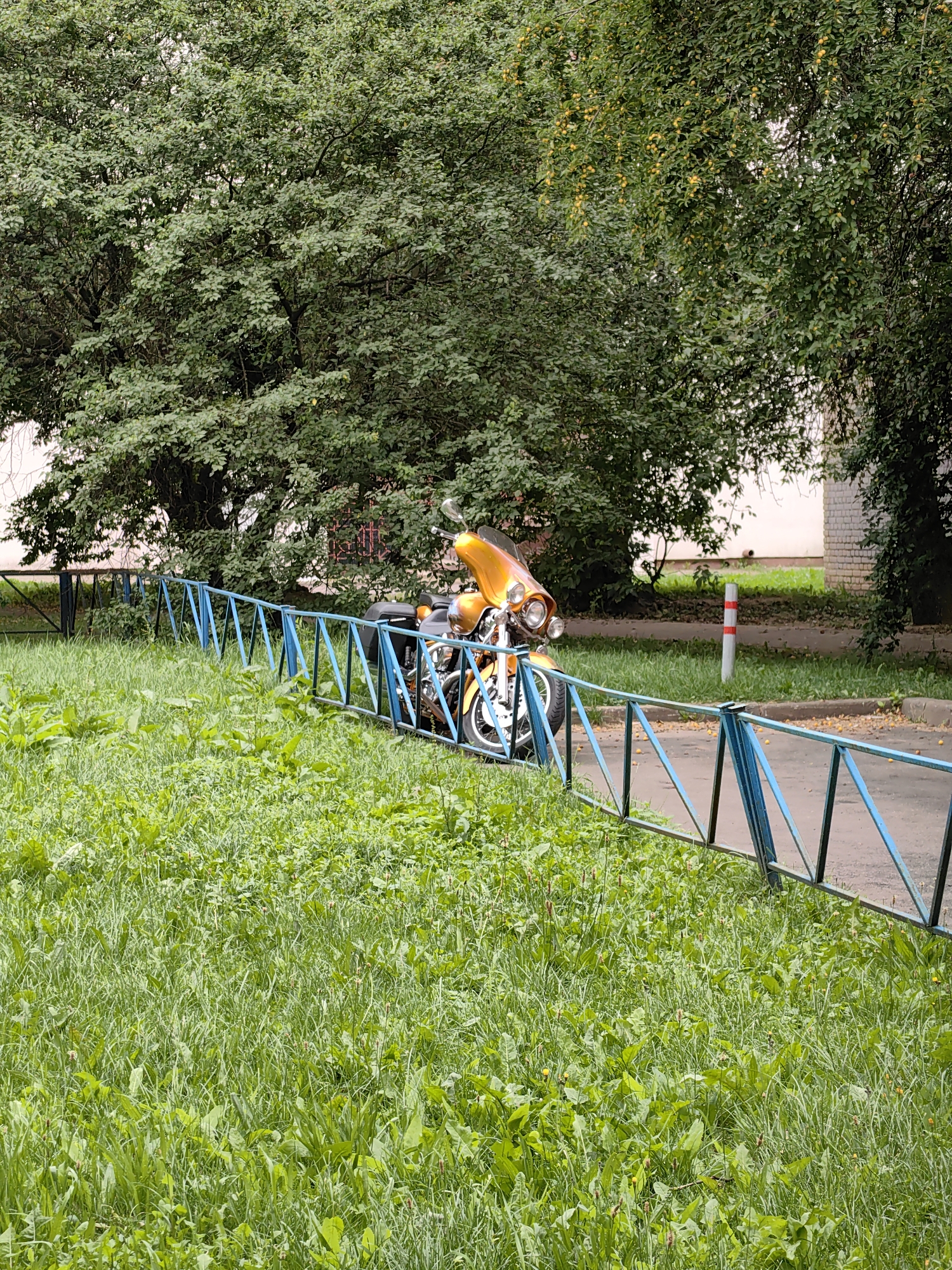 An orange motorcycle with a prominent windshield and chrome accents is parked on the side of a paved pathway, partially obscured by a blue metal fence. The motorcycle has saddlebags on its rear. The pathway is bordered by a strip of green grass with some weeds and a few scattered yellow flowers. In the background, a large tree with dense green foliage provides shade, and behind the tree, a portion of a building with white brickwork and a reddish-brown roof is visible. A cylindrical marker with red and white bands stands near the pathway. The scene appears to be in an urban setting, likely a residential area in Minsk, Belarus, given the architecture and greenery.