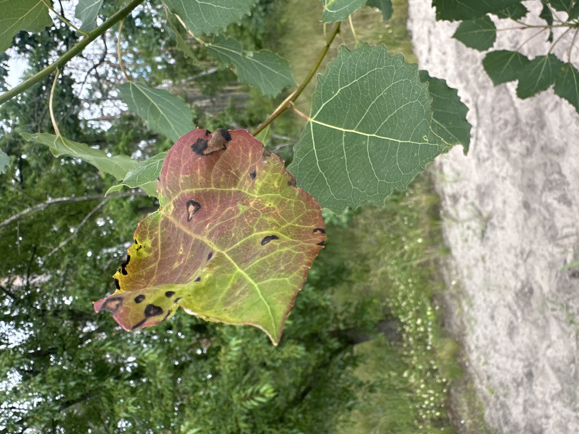 A close-up, eye-level, vertical shot shows a single dying aspen leaf in focus in the foreground, against a blurred background of trees and sand. The leaf is multi-colored, with patches of green, yellow, and red, and has several black spots on its surface. It is attached to a thin branch, which extends upwards and to the right. Below and to the right of the dying leaf, another, greener aspen leaf is also in focus. The background consists of a sandy area with sparse vegetation and small white flowers, and beyond that, a dense green forest with sunlight filtering through the trees. The sky is overcast. No people or actions are depicted. The location is unknown.